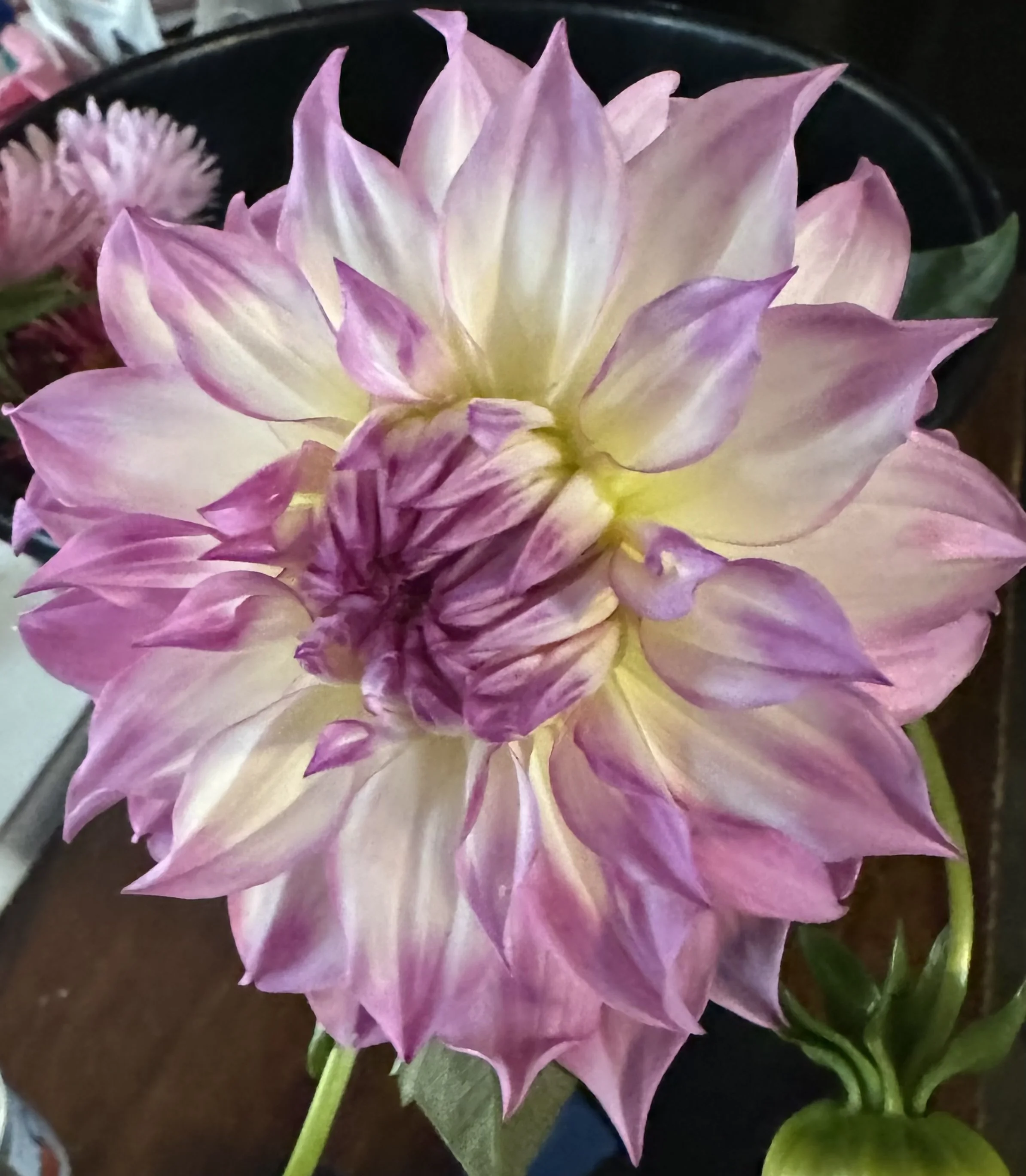 Mikayla Miranda Dahlia Tuber