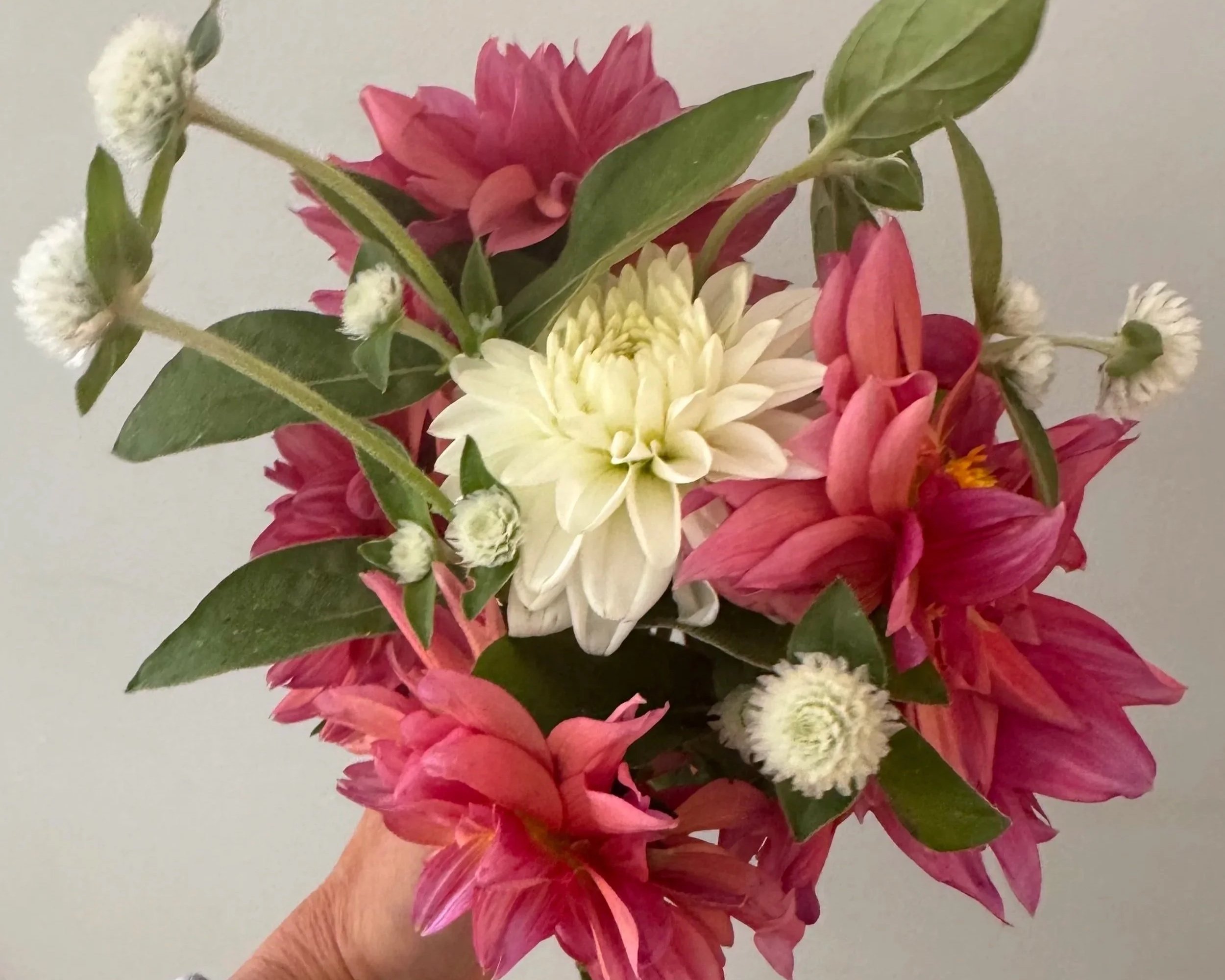 Sonic Bridezilla Dahlia Tuber Mix