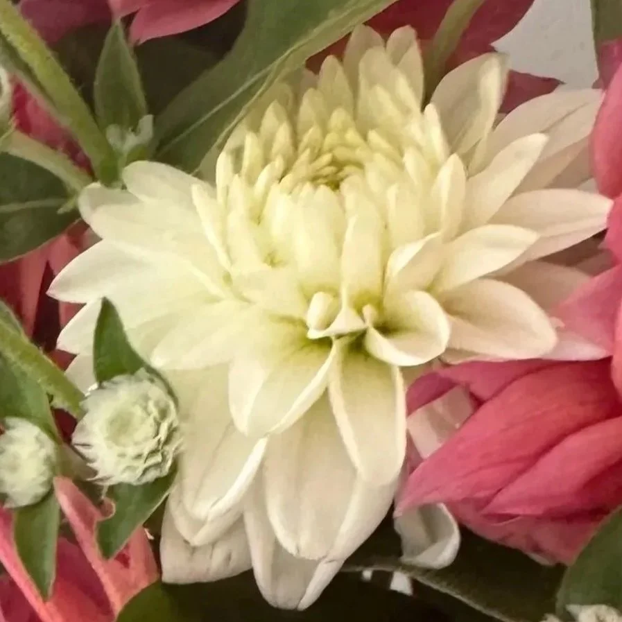 Bridezilla Dahlia Tuber