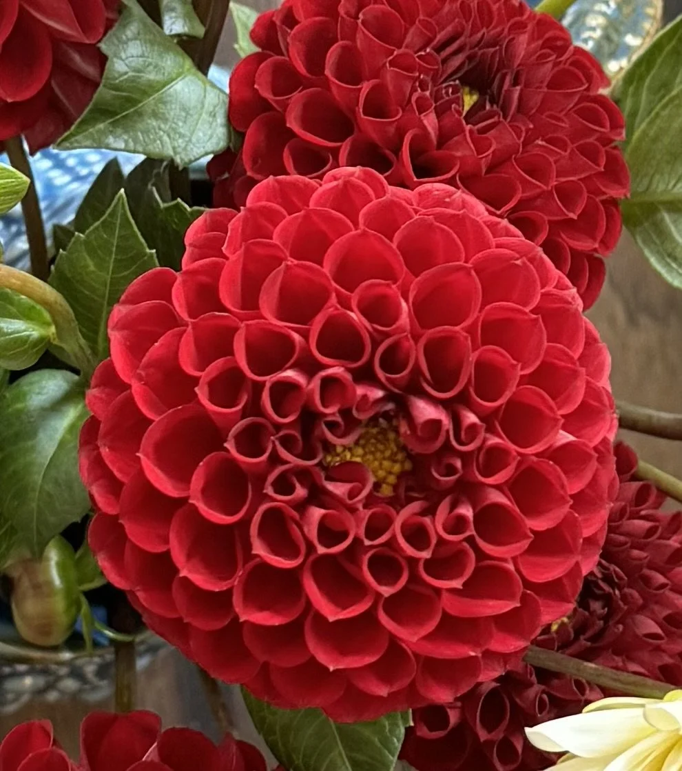 Cornel Red Dahlia Tuber
