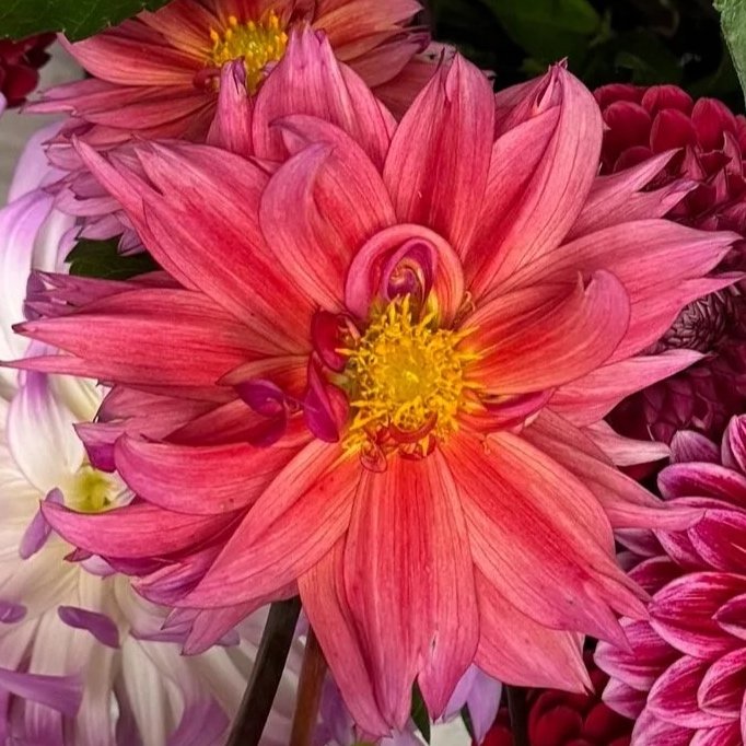 Sonic Bloom Dahlia Tuber