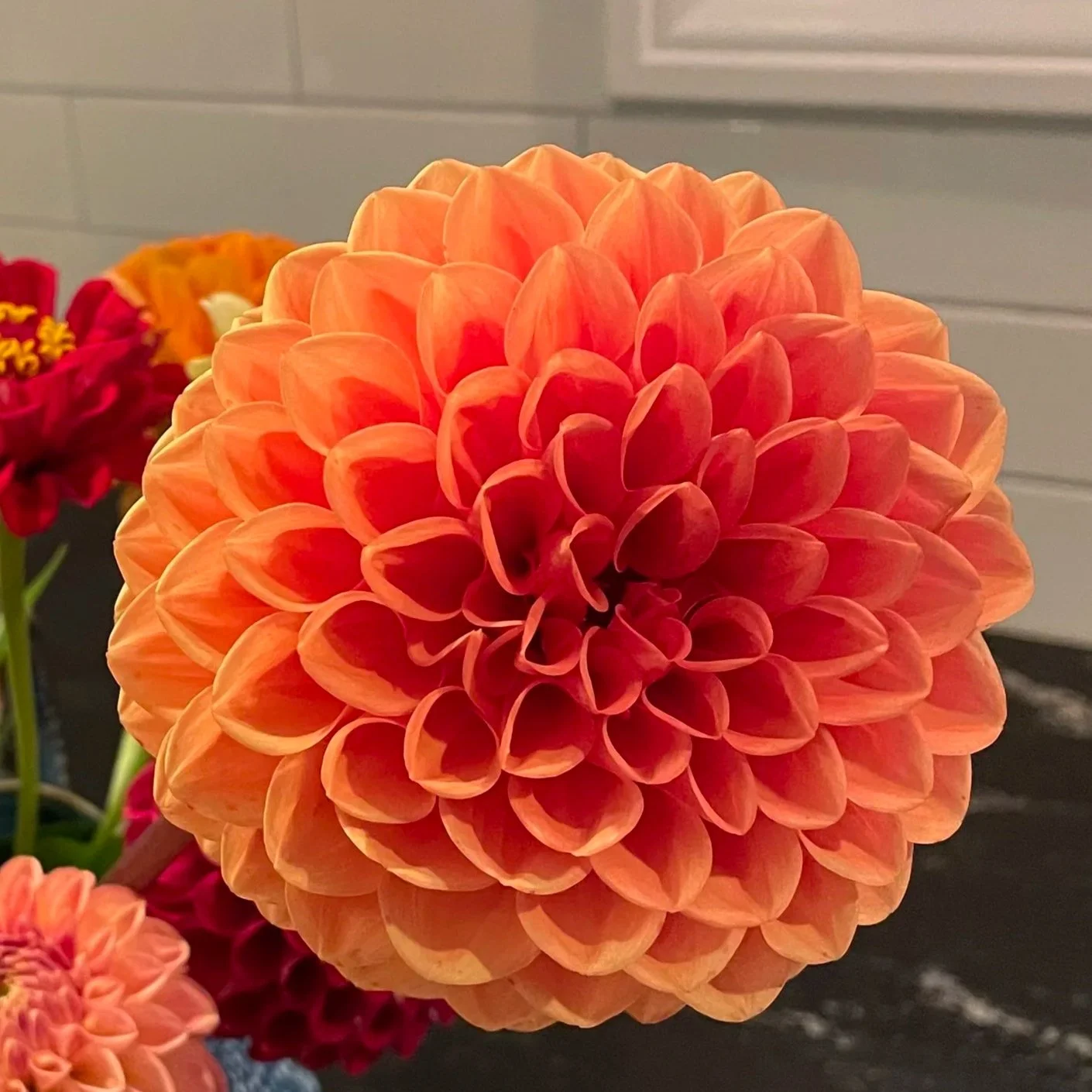 Cornel Bronze Dahlia Tuber