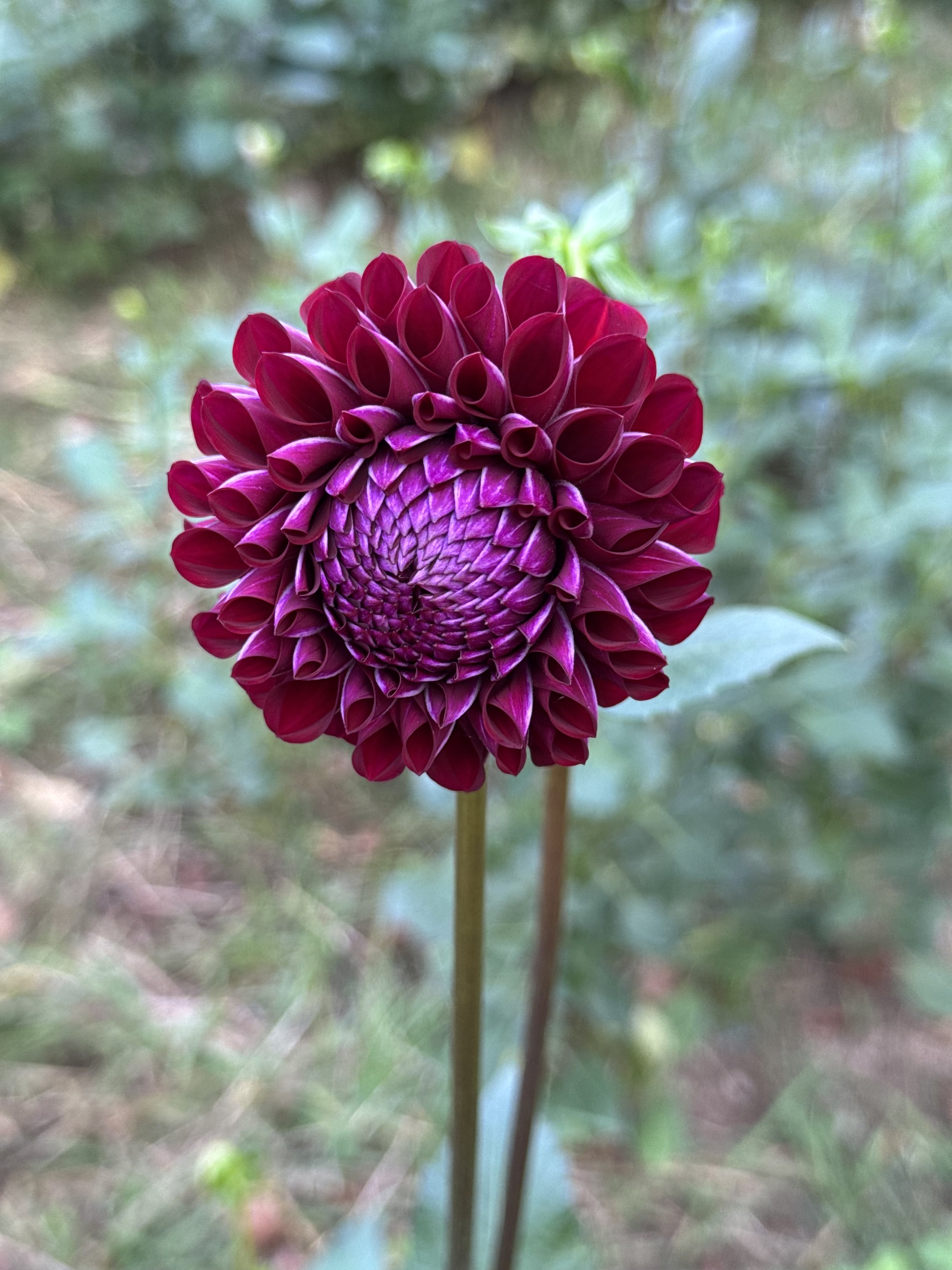 Ivanetti Dahlia Tuber