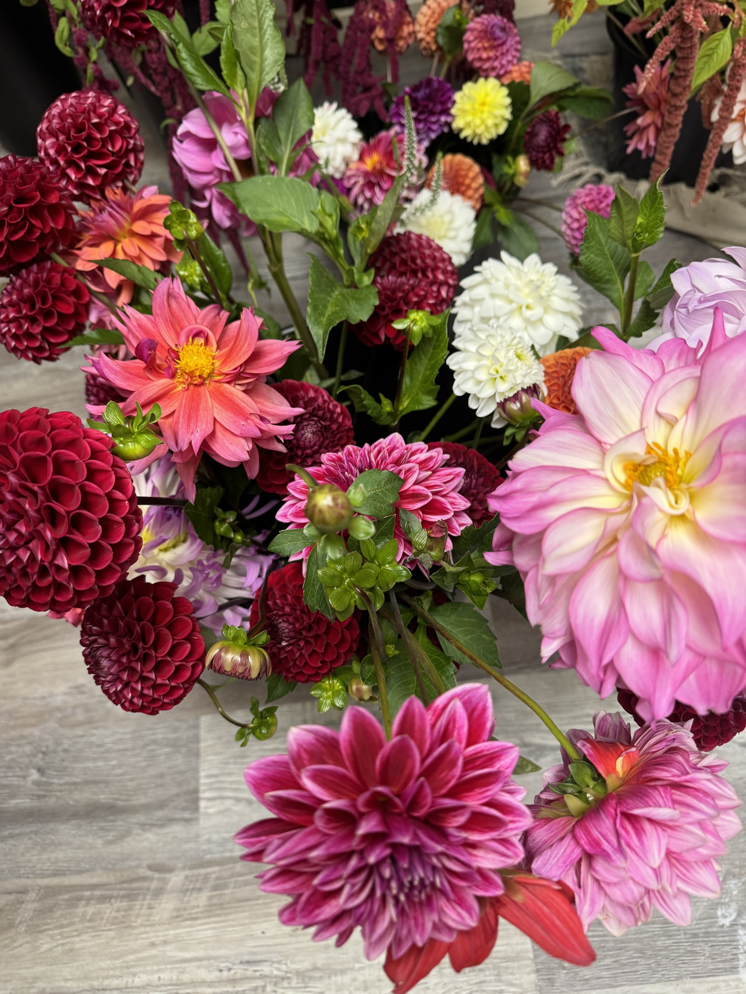 Guess Who? Mix Dahlia Tubers