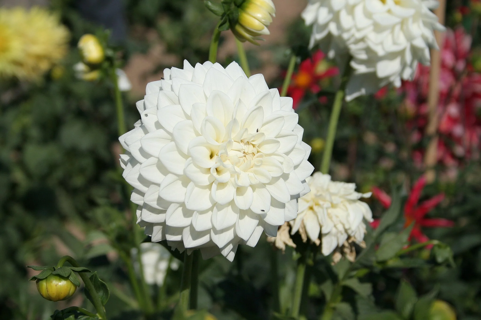 Blizzard Dahlia Tuber