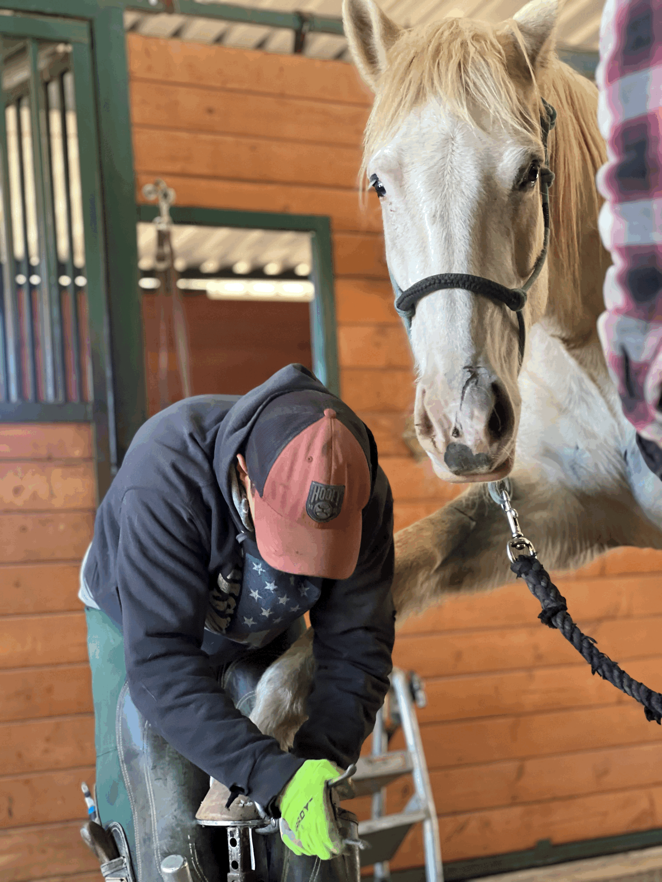 Supporting Soundness: How PLR Shoes Are Helping Our Horses Move Comfortably