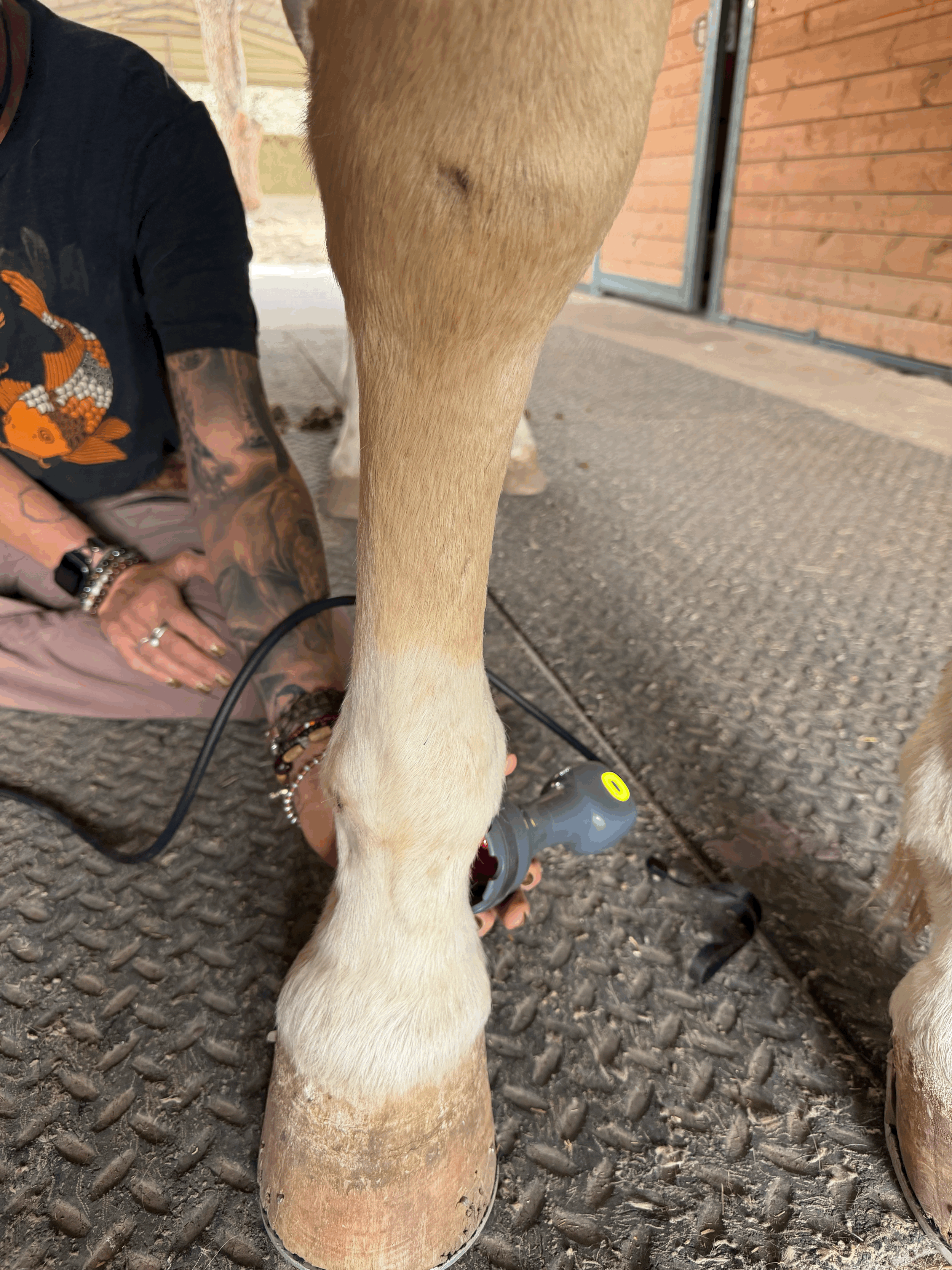 More Than Rest: The Tools Behind Equine Rehabilitation