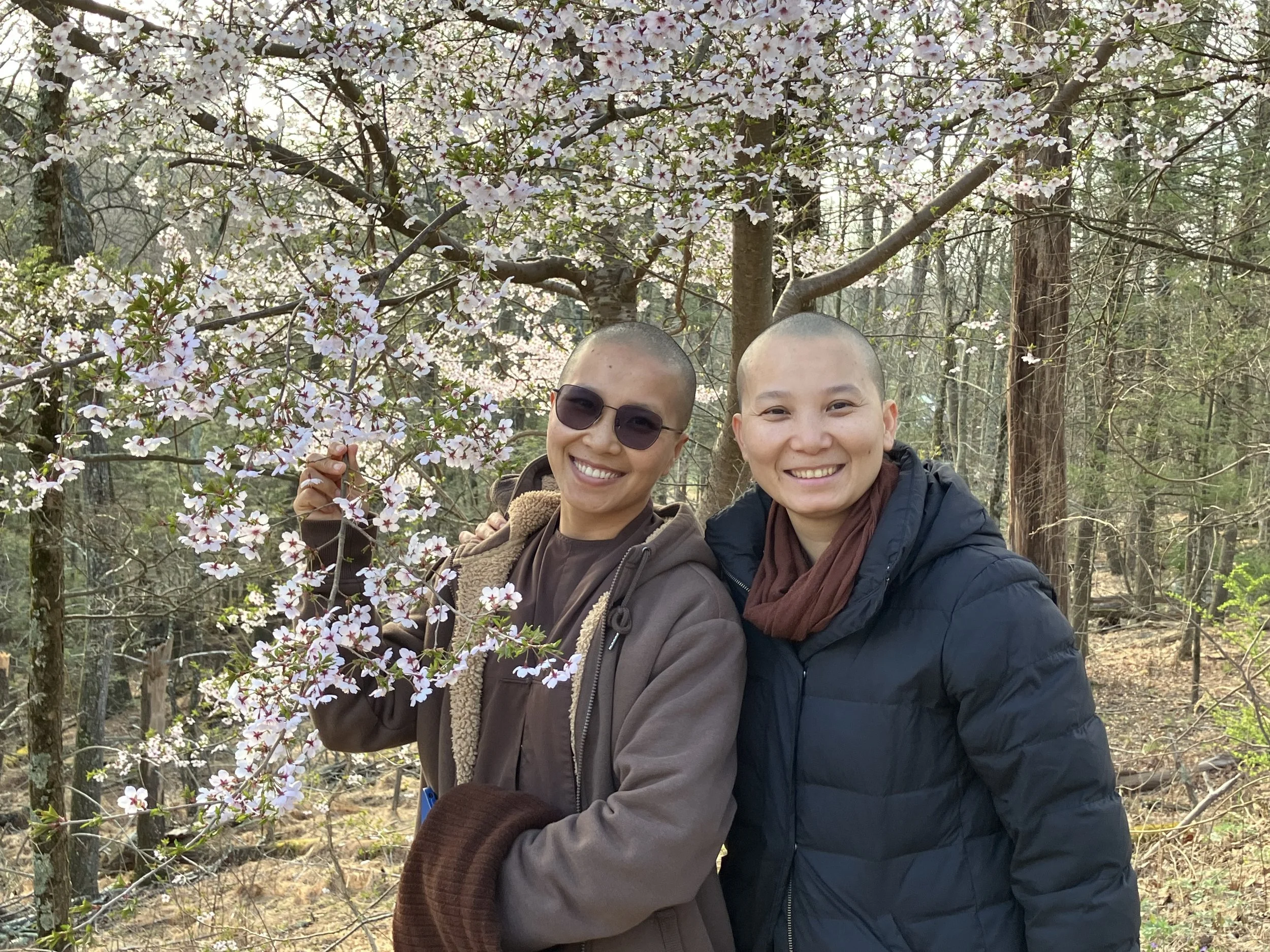 Blue Cliff Monastics enjoying the spring blossoms.