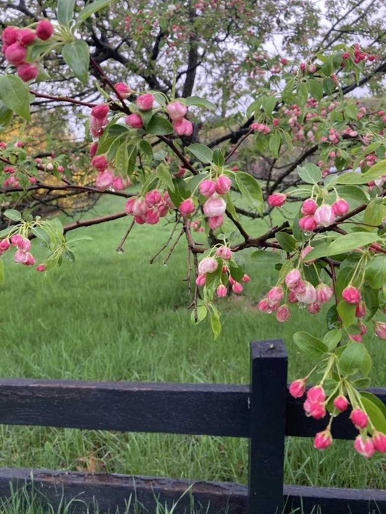 Springtime at Blue Cliff Monastery
