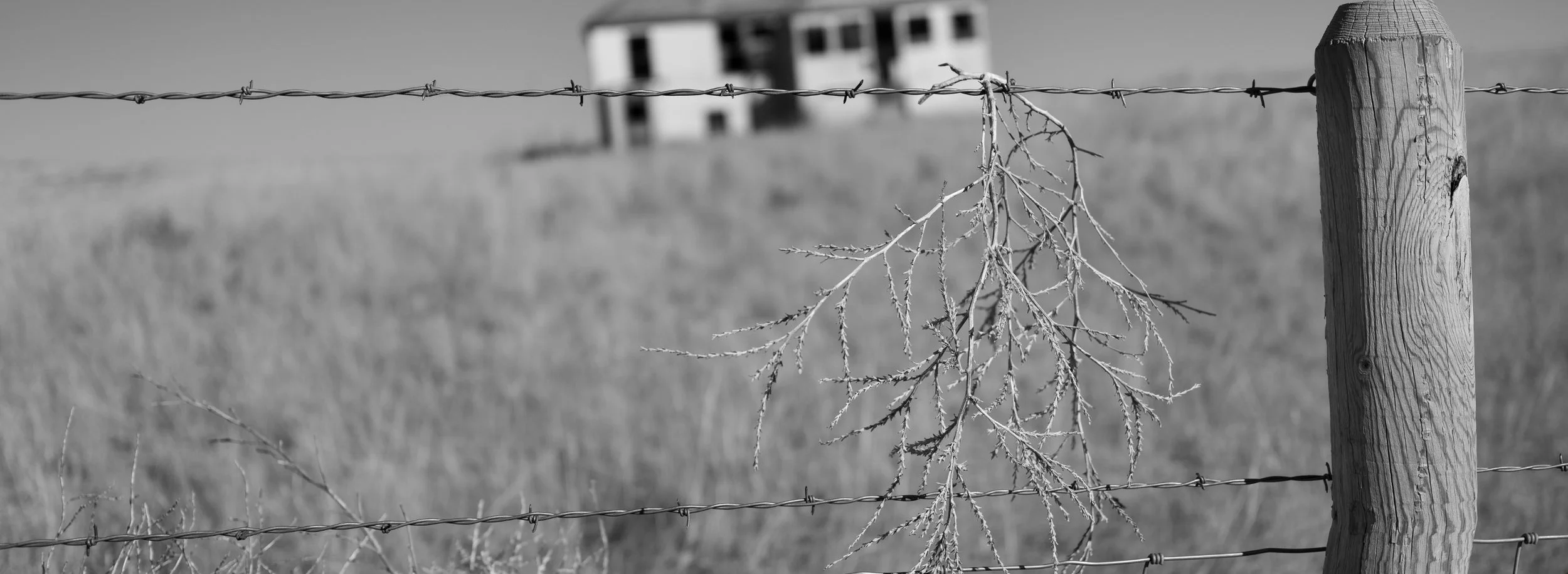 The Story Beyond the Fence