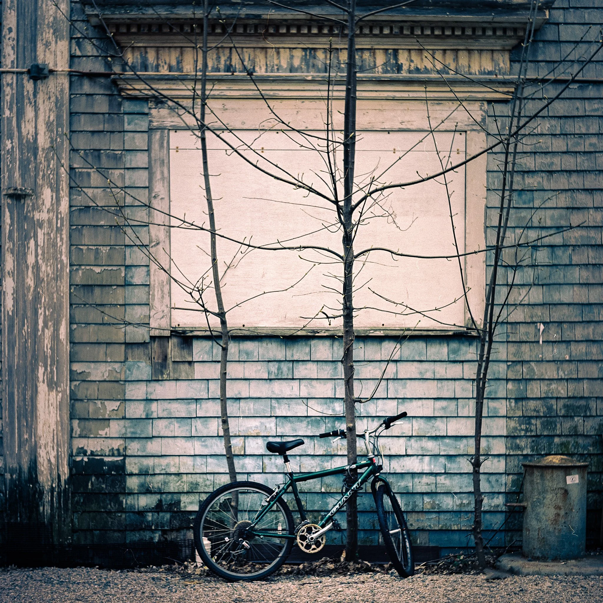 McClureJ_Three Trees in an Alleyway.jpg