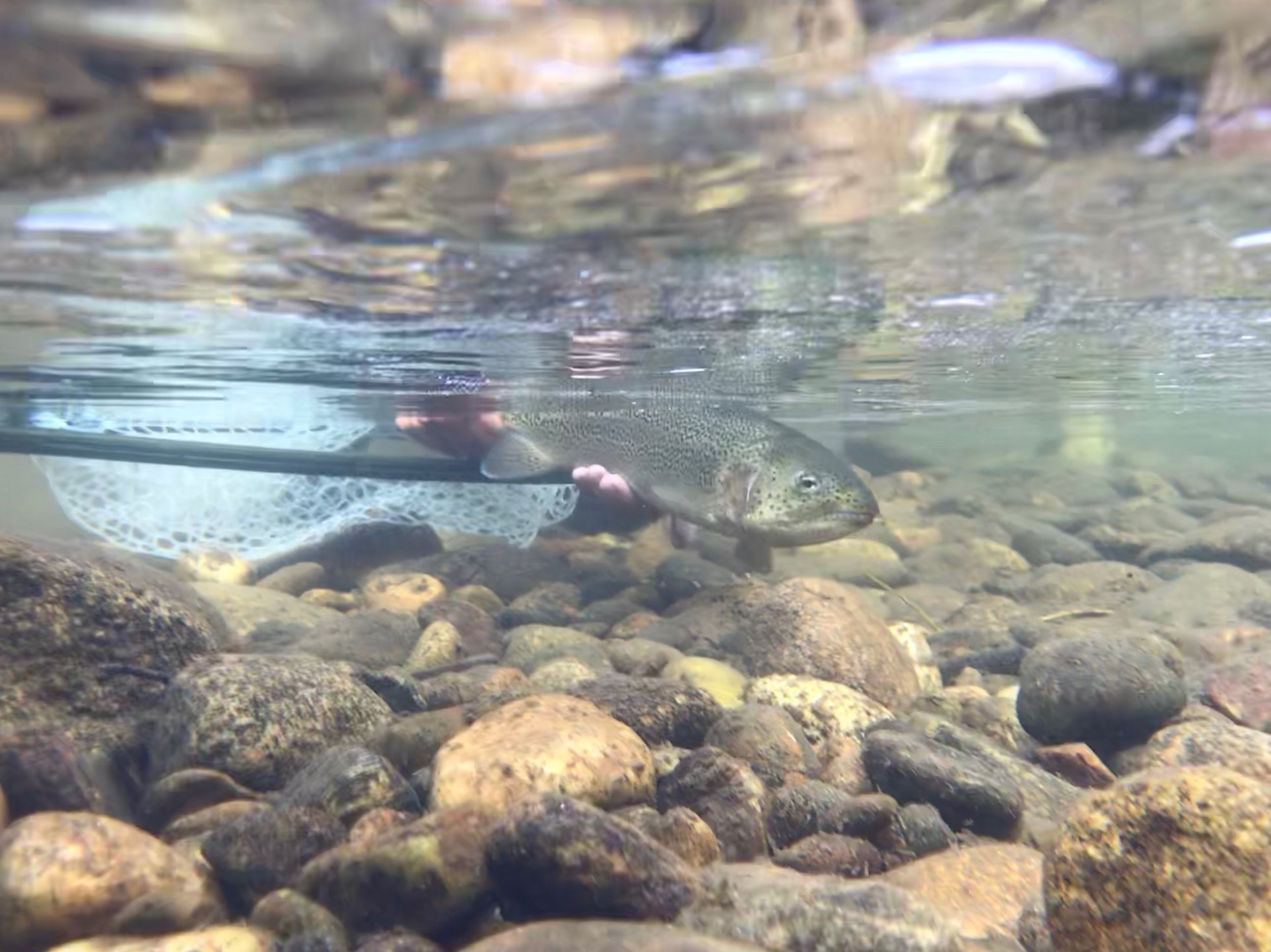 Underwater view of rainbow trout release over a rocky riverbed.