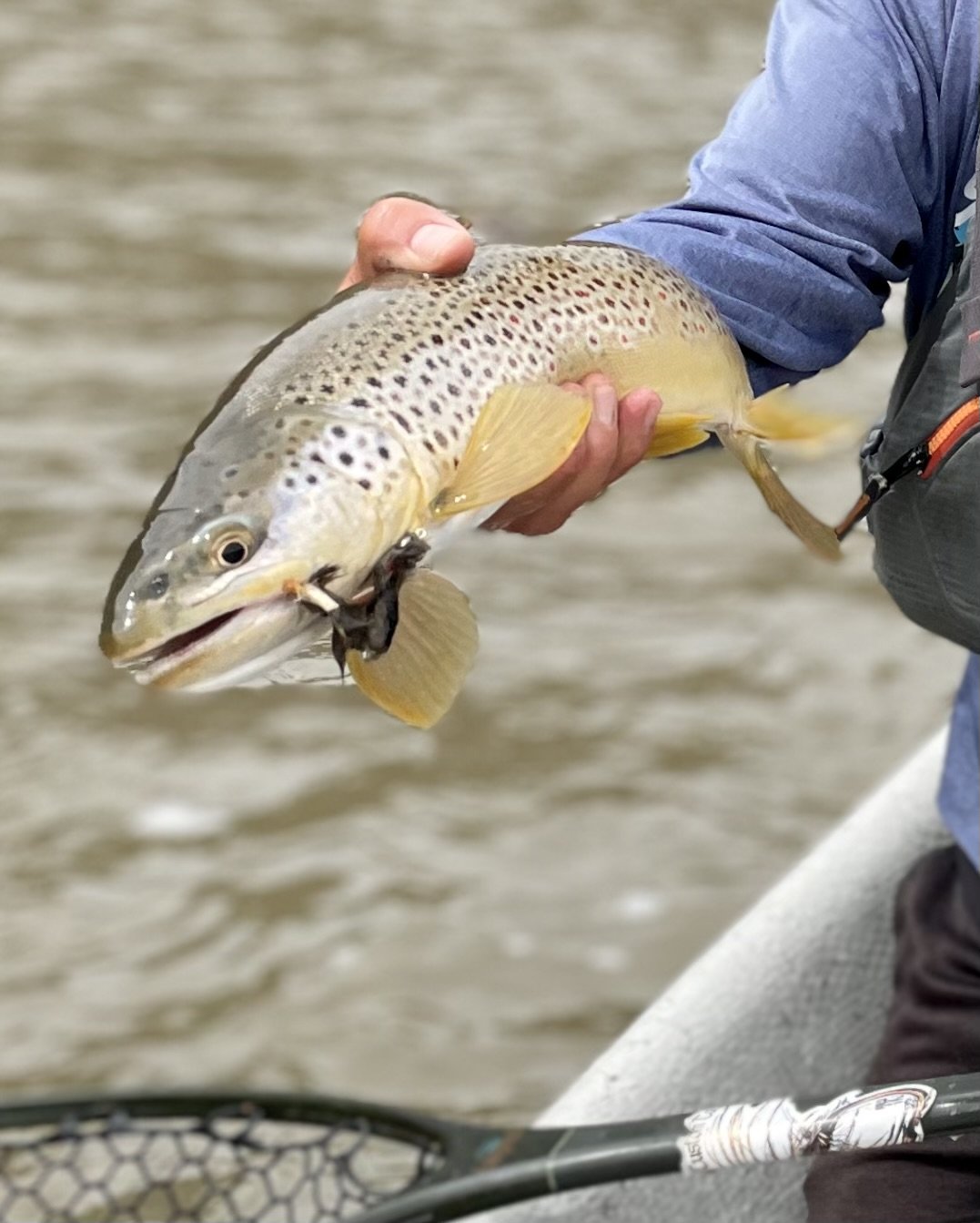 Angler holding a brown trout with streamer in it's mouth.