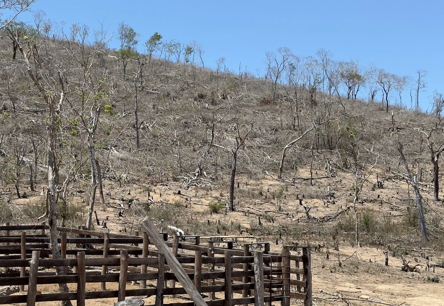 cattle erosion 1.jpeg