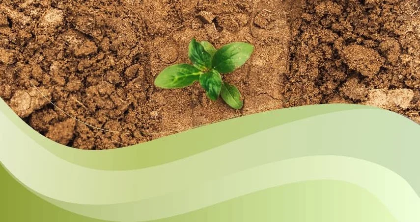 Tree Planting - Xala with Heart