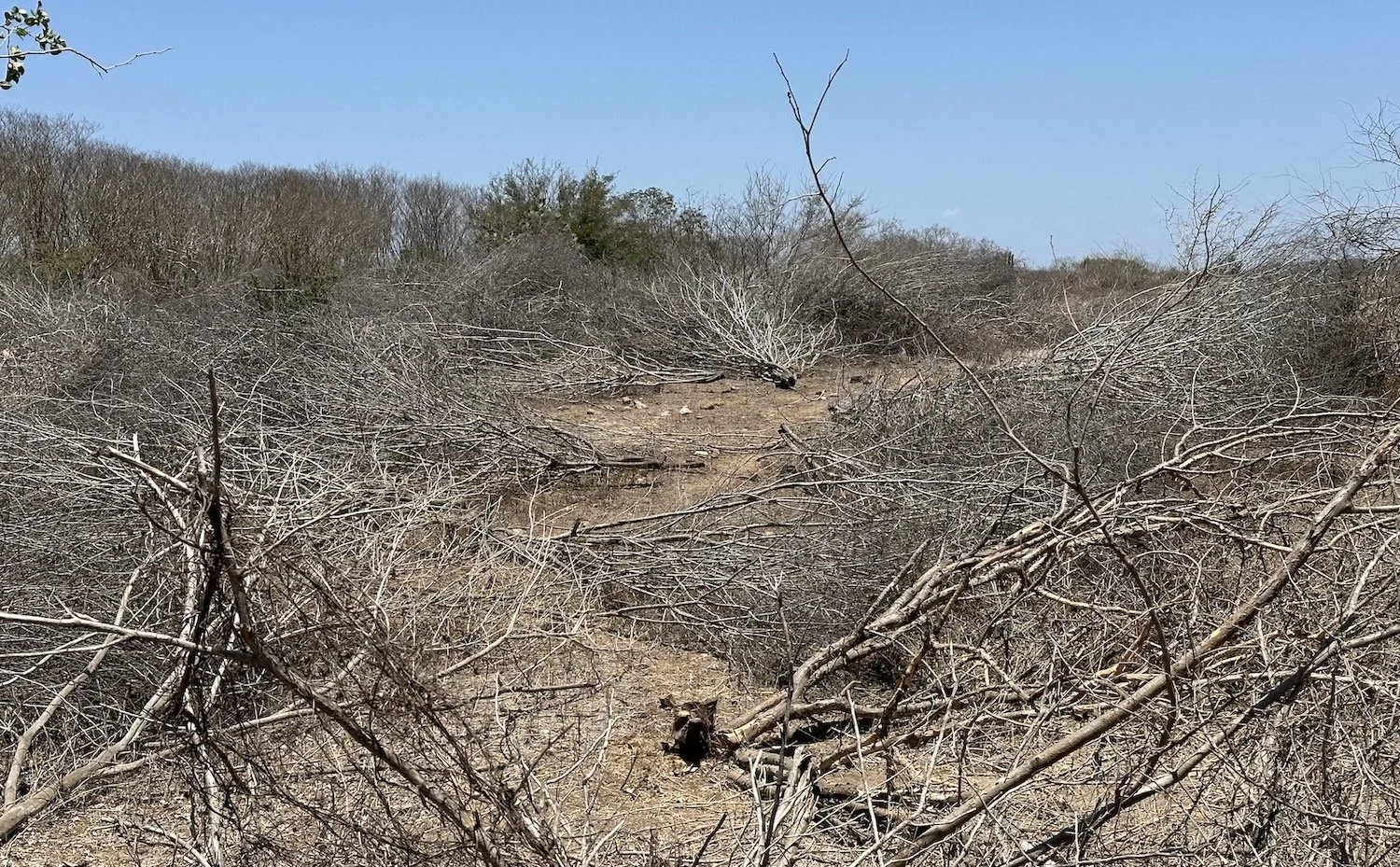 cattle erosion 4.jpeg