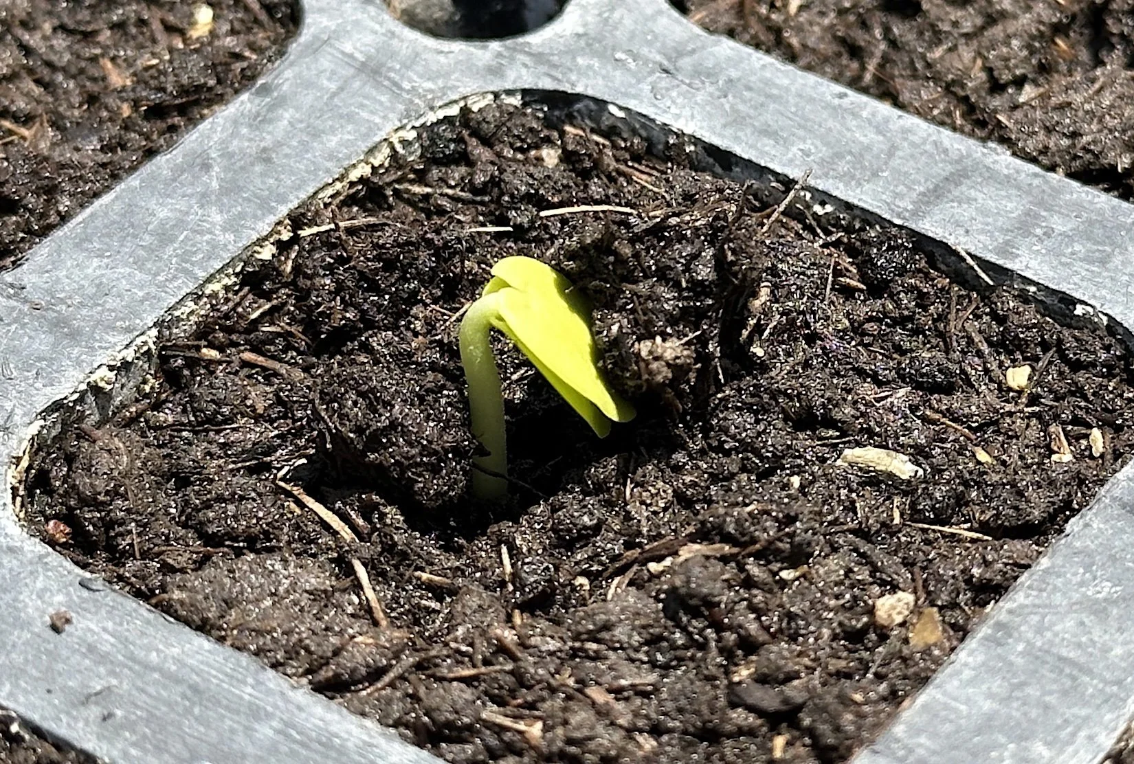 single seed.jpg