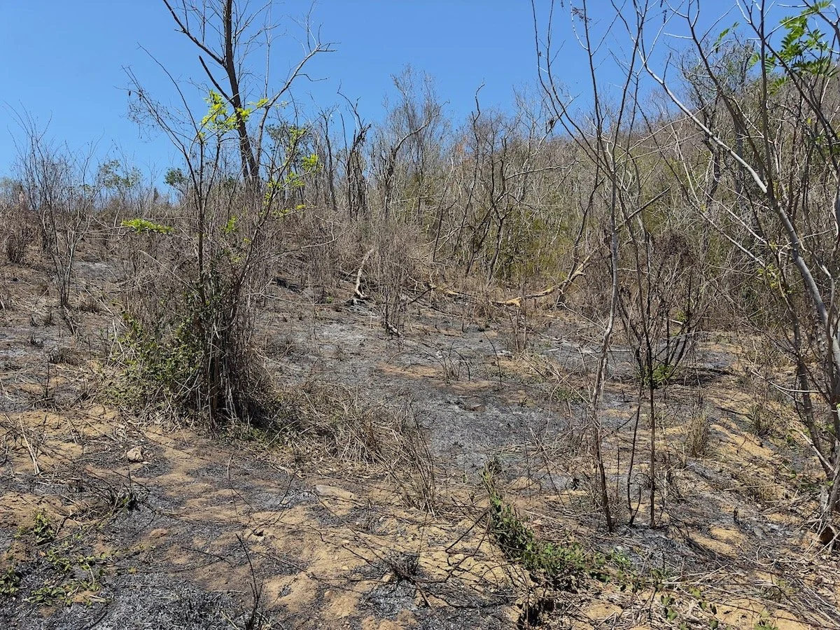 slash and burn 1.jpeg