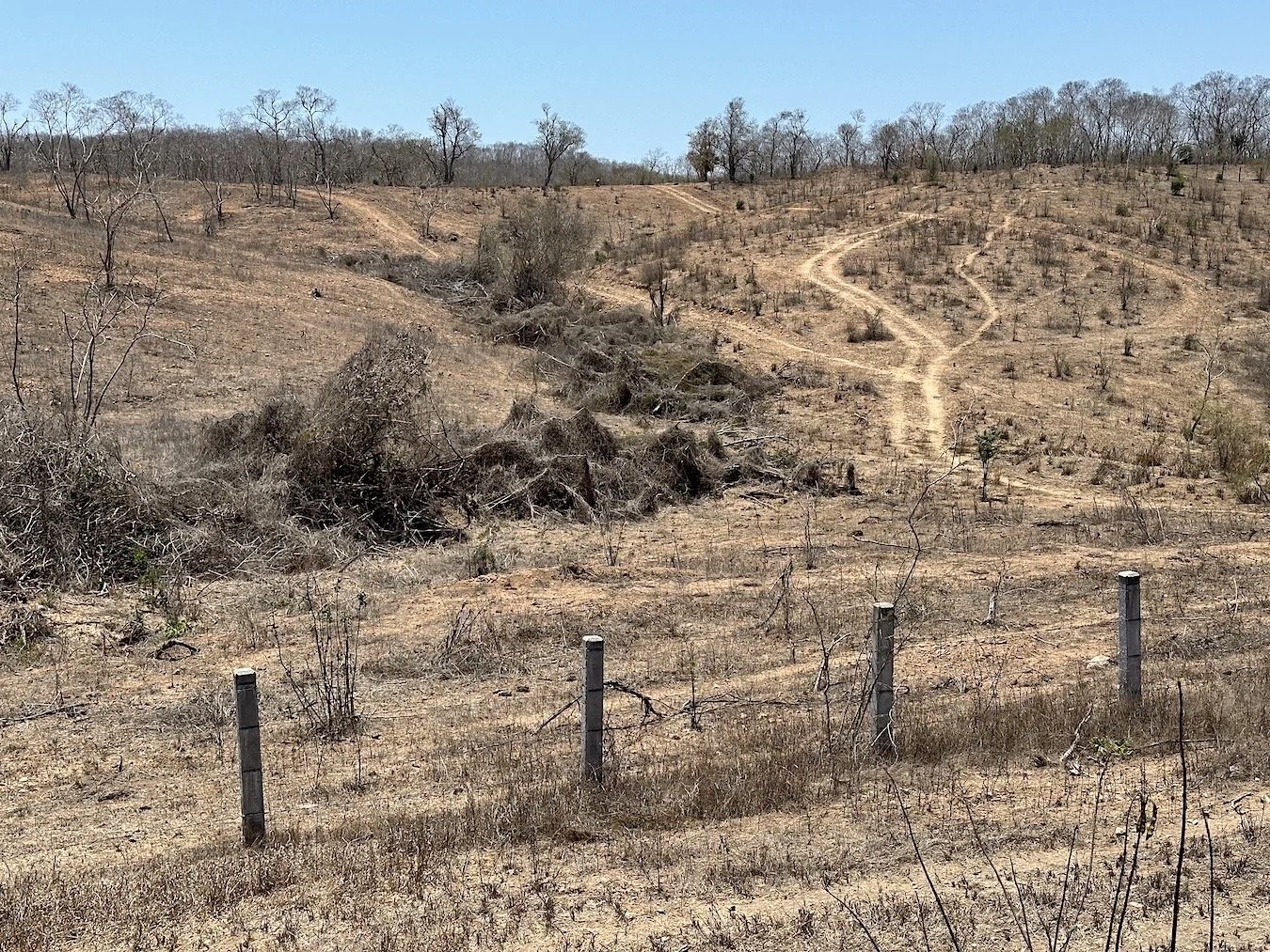 cattle erosion 3.jpeg