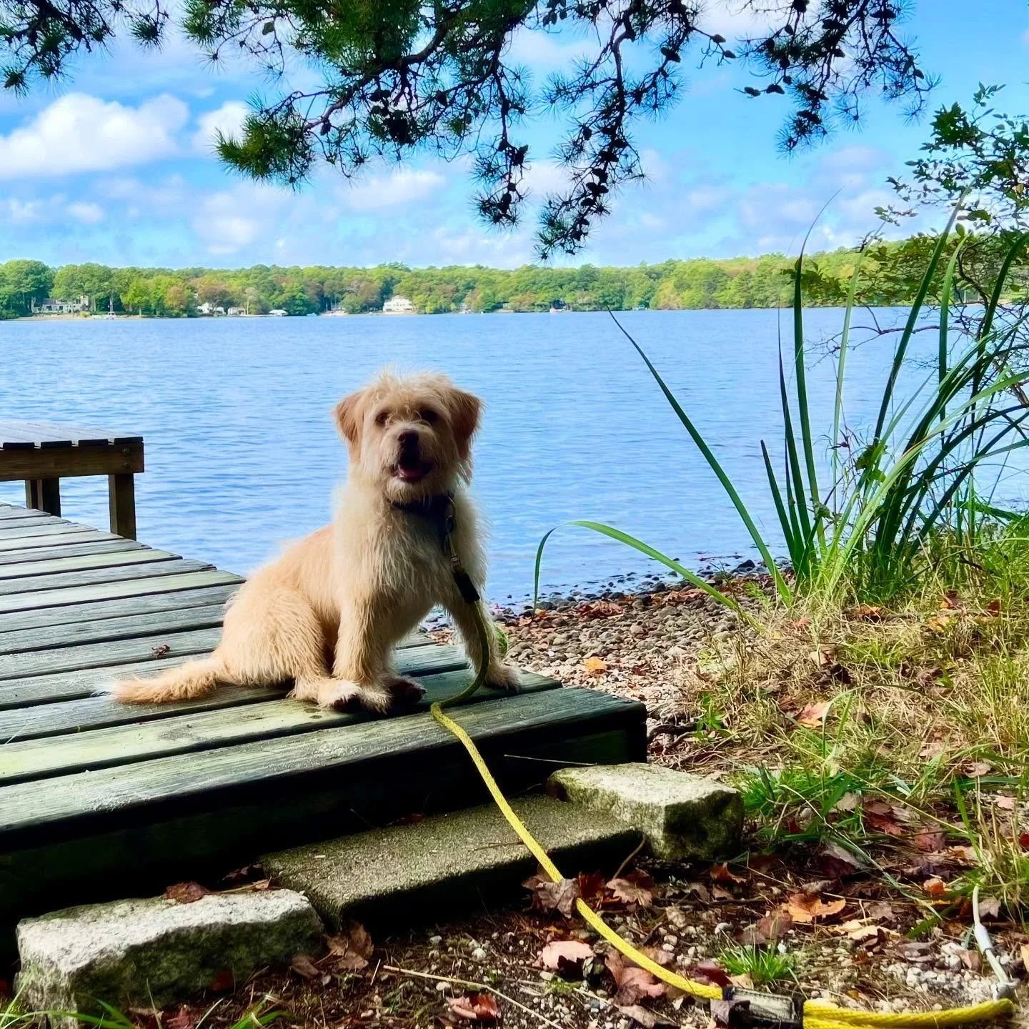 Taking a mini break swimming and boating and recharging.  Alexandra will be back ready to go! 

#fall #capecod #canoe #puppylove