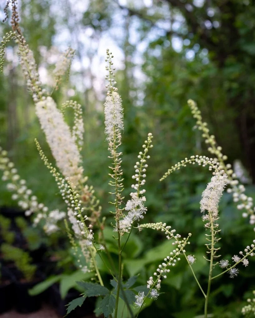 The Chelsea Chop: A Smart Way to Tame Tall Native Plants
