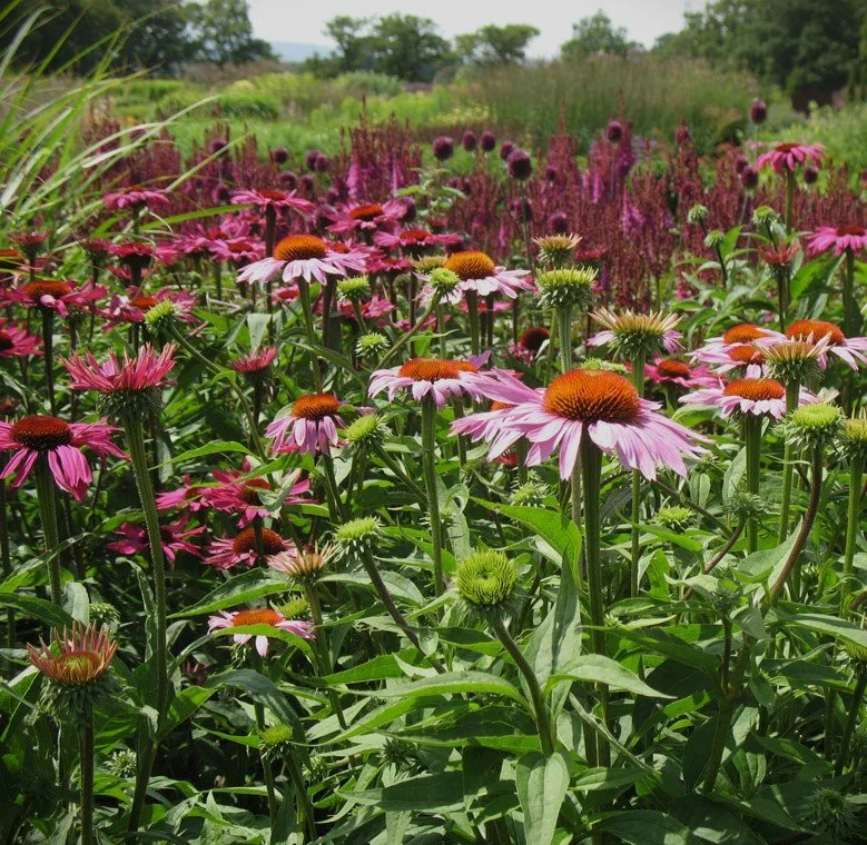 The Ten Worst Things You Can Do to Your Garden (And What to Do Instead)