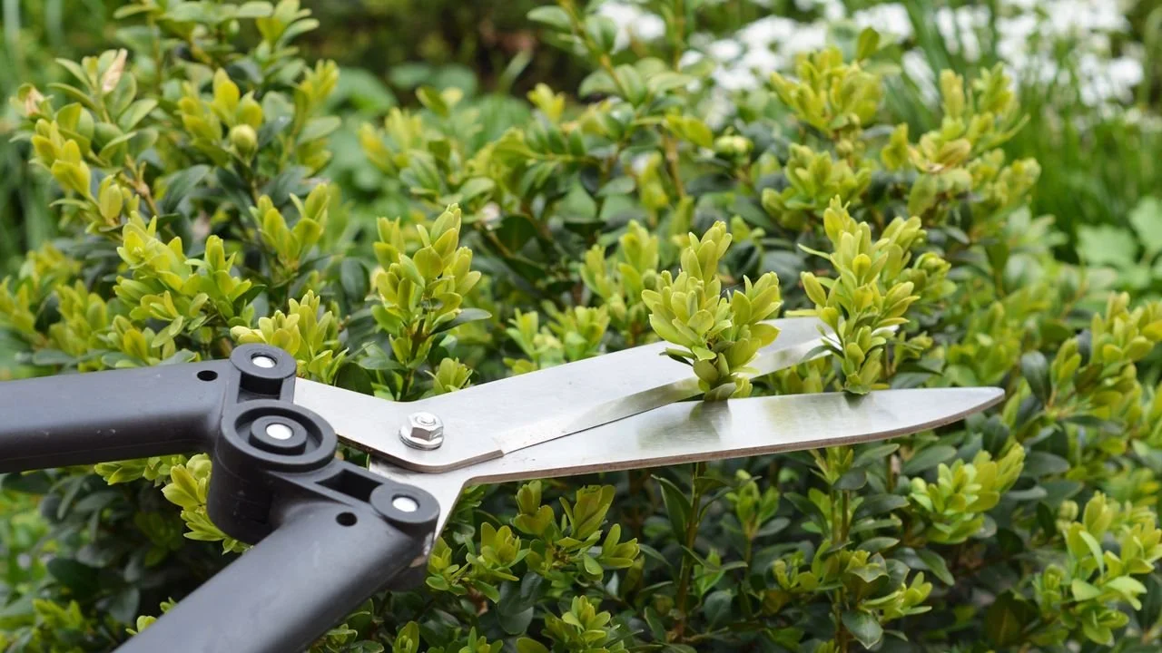 A Quick Reference Pruning Calendar for the Midwest