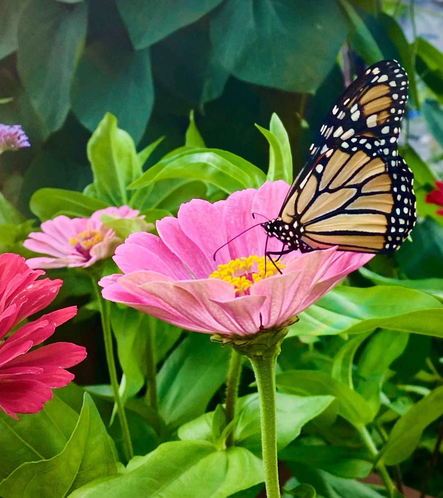 The Top 10 Ways to Build Habitat in Your Midwest Garden