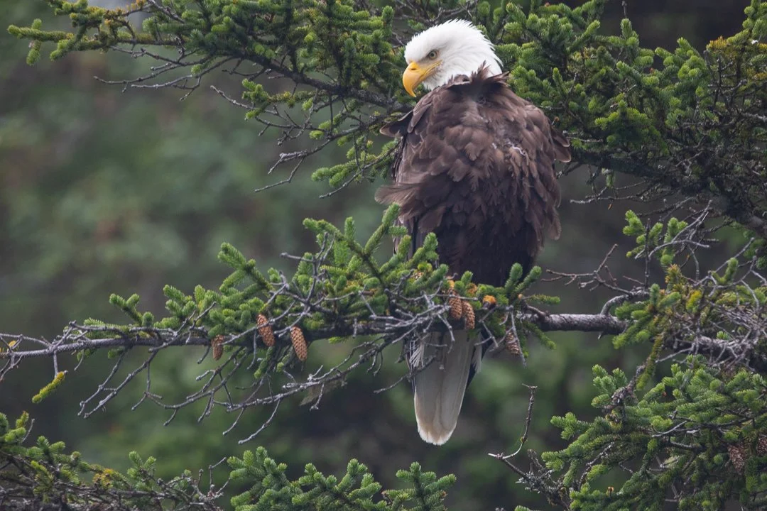 Alaska_Bald_Eagle_Photo_Tour_Workshop-1250.JPG