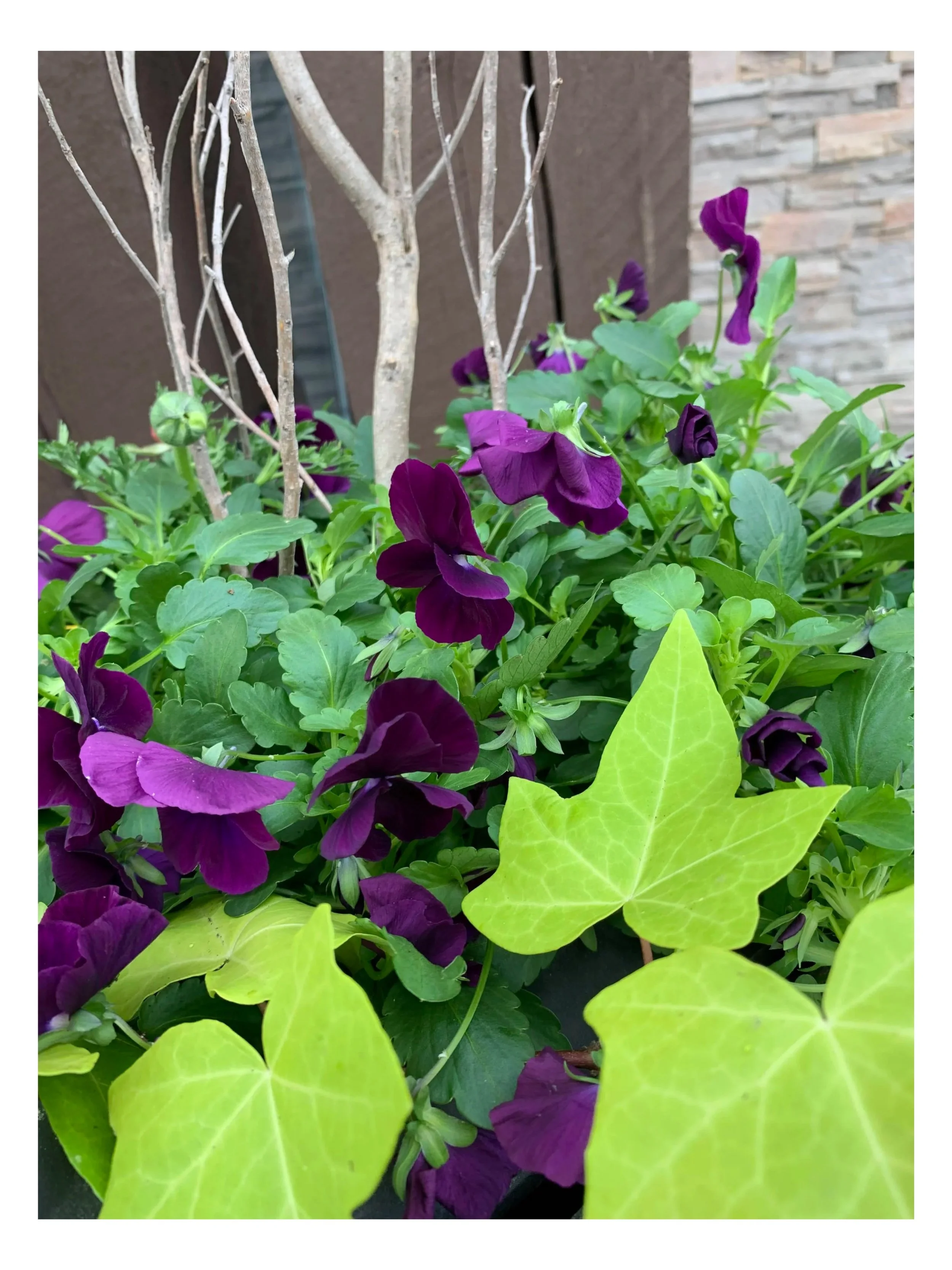 Click for Spring