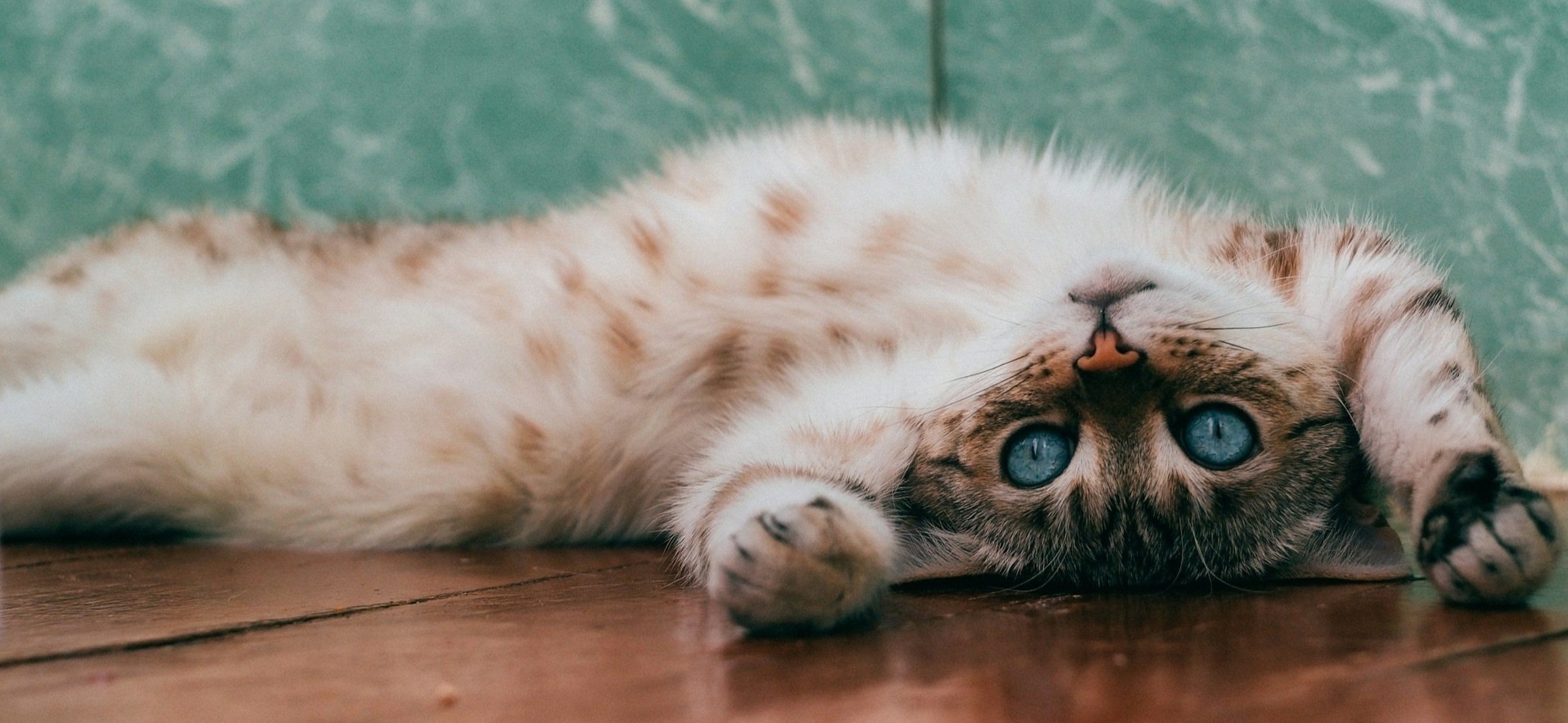 A cat lying on its back on a wooden surface with bright blue eyes and a spotted fur pattern.