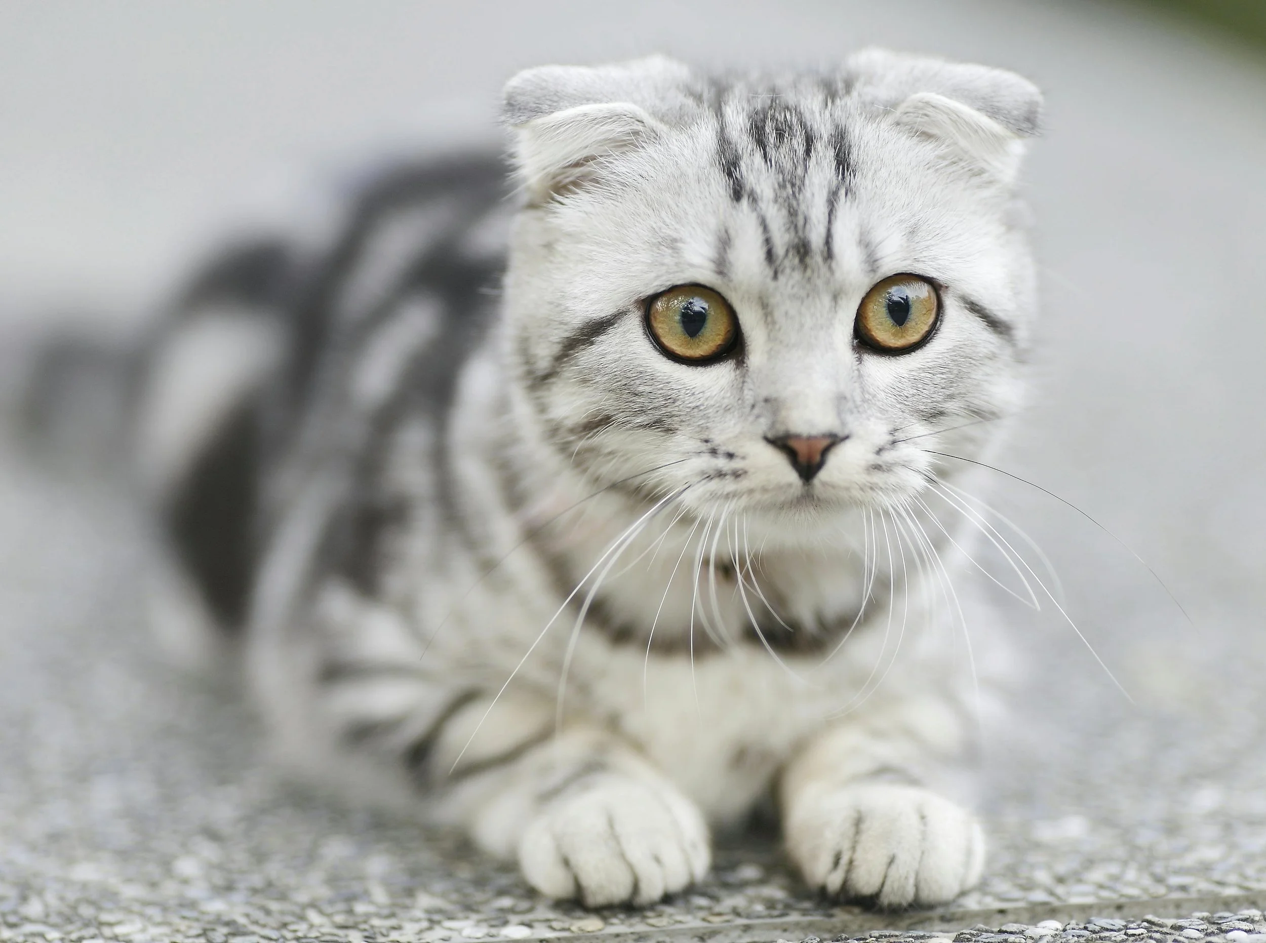 A gray and white striped kitten with yellow eyes walking towards the camera on a textured surface.