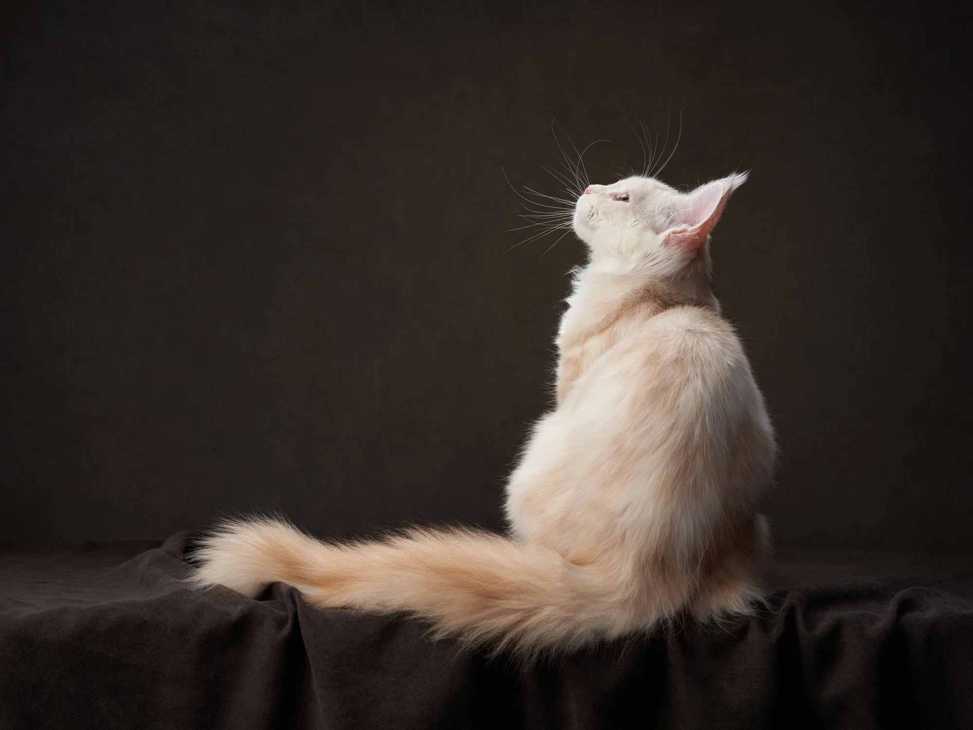 Cream-colored cat with blue eyes sitting on dark fabric against a dark background, looking upward.