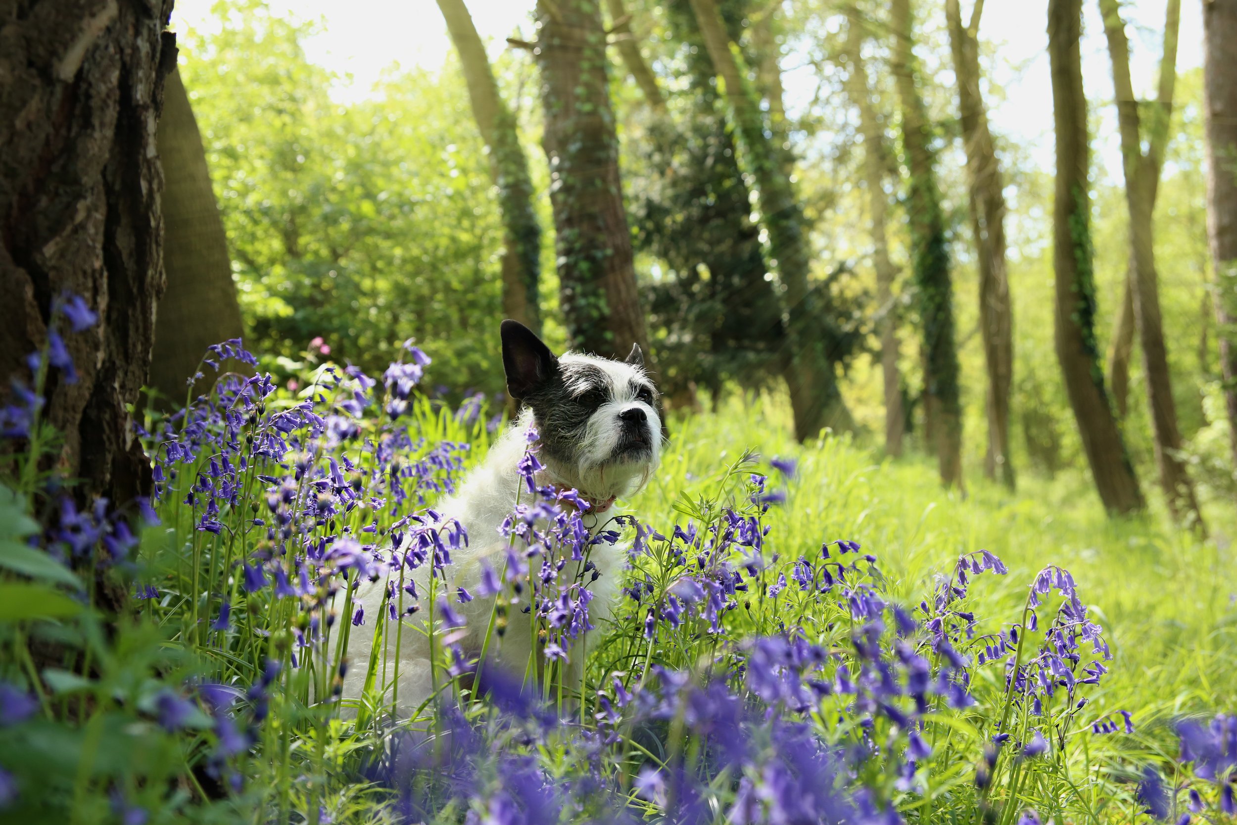 Dog in bluebells