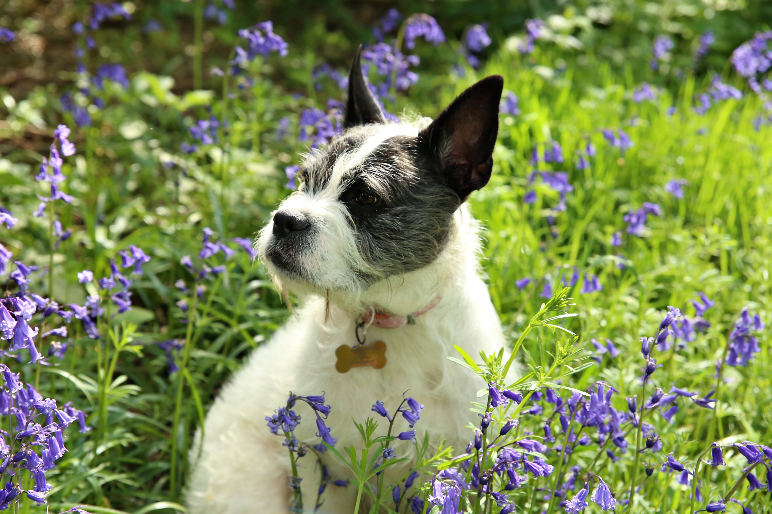 dog in bluebells