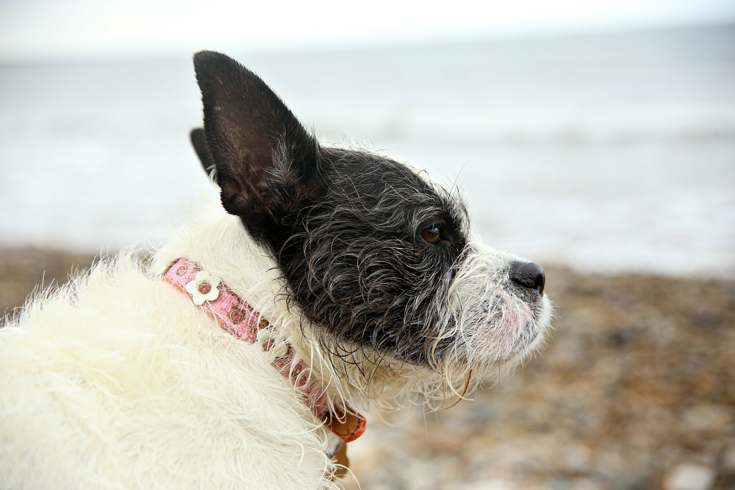 close up dog photo