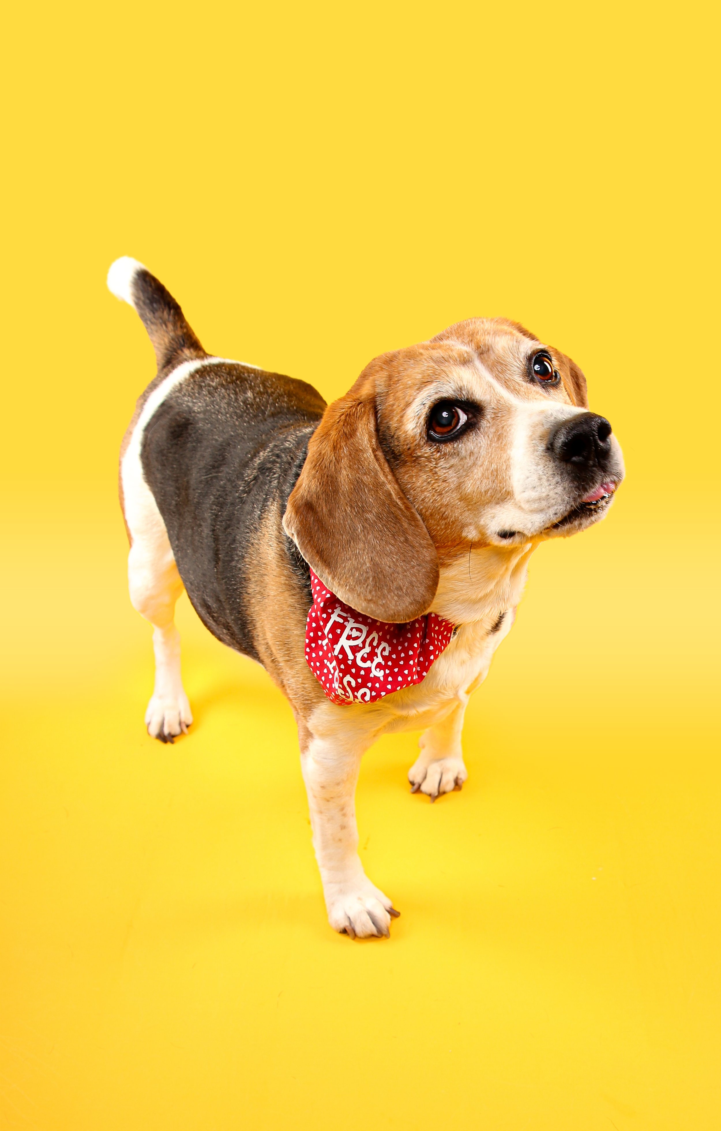 Beagle pet portrait