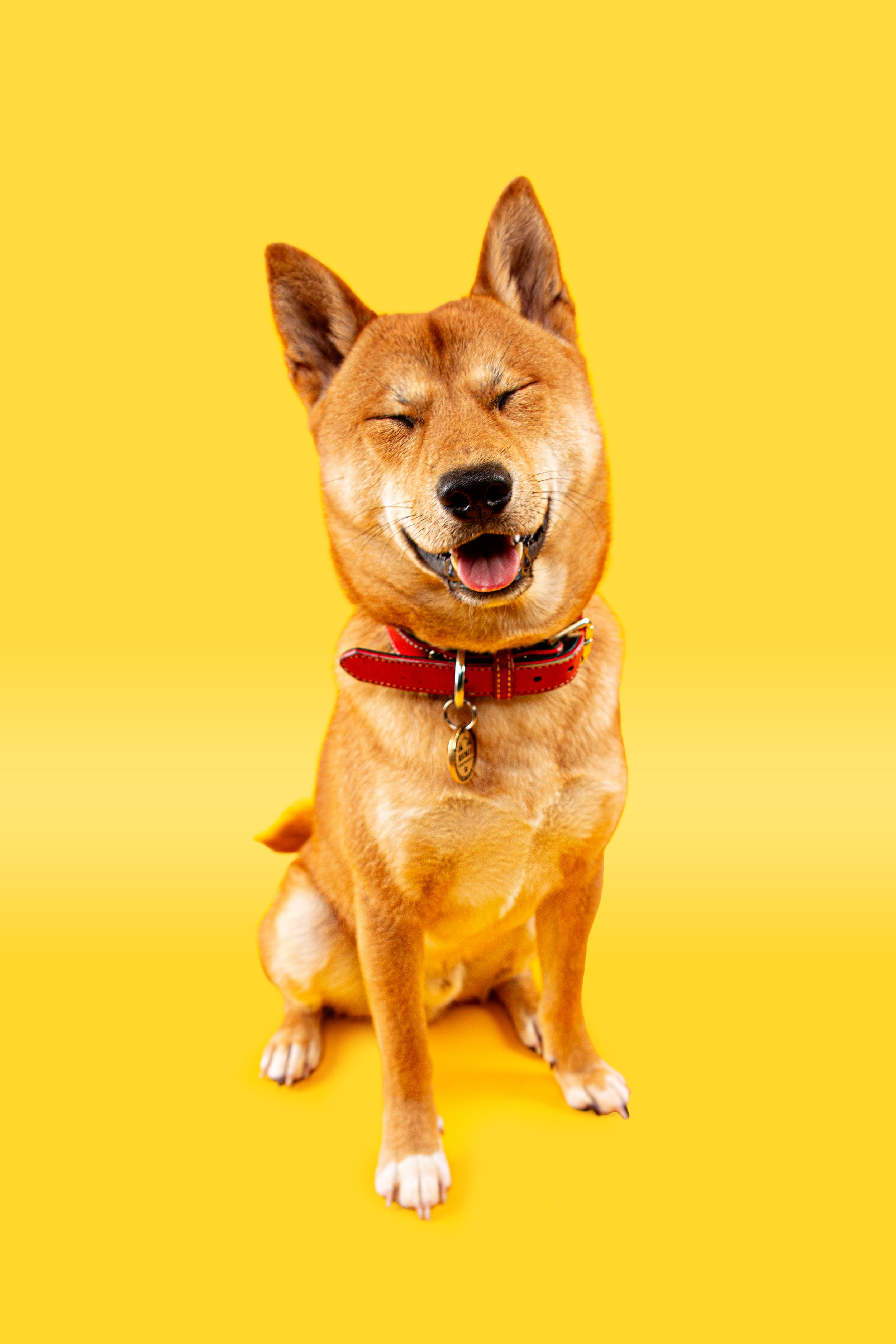Shiba Inu