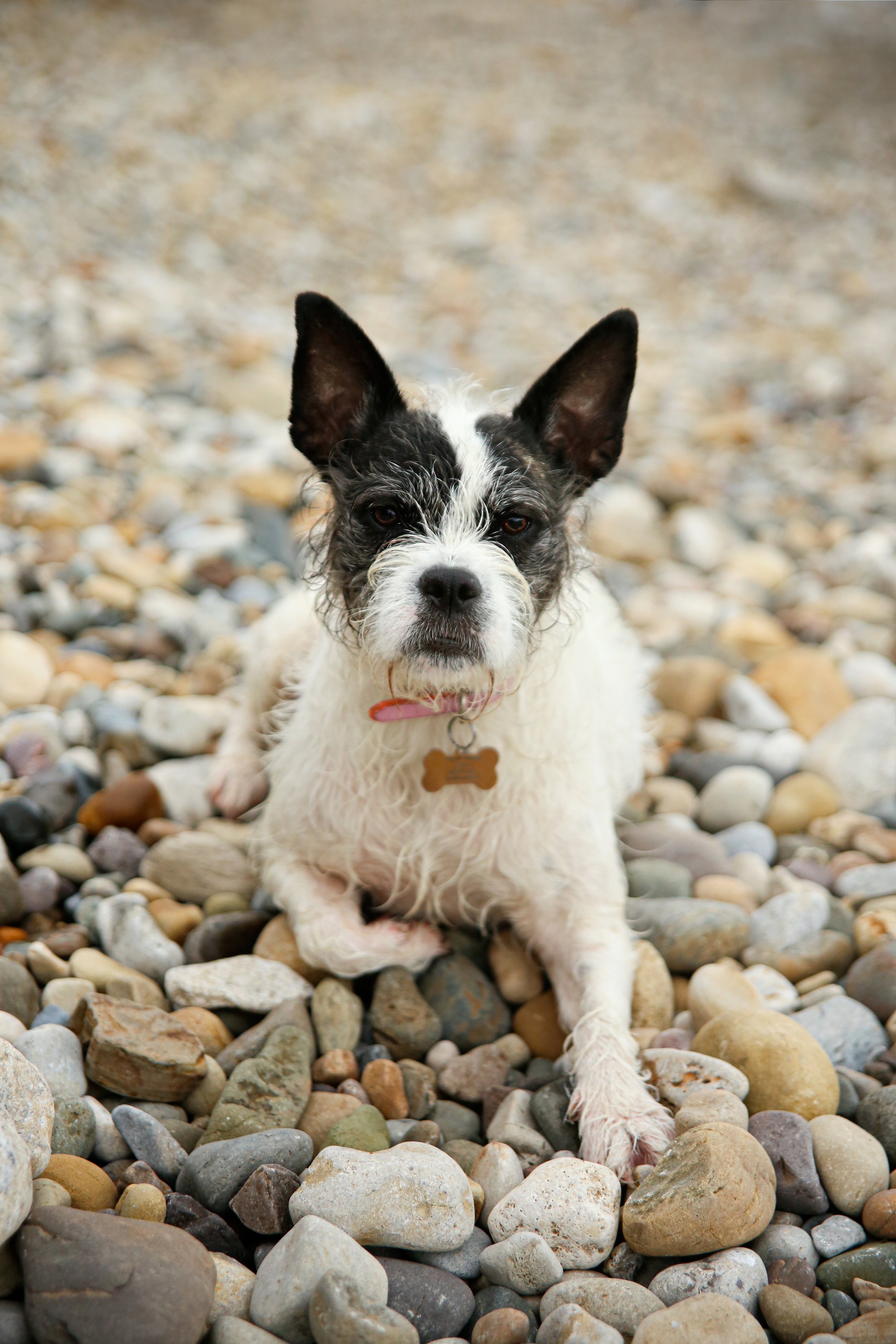 beach dog photo