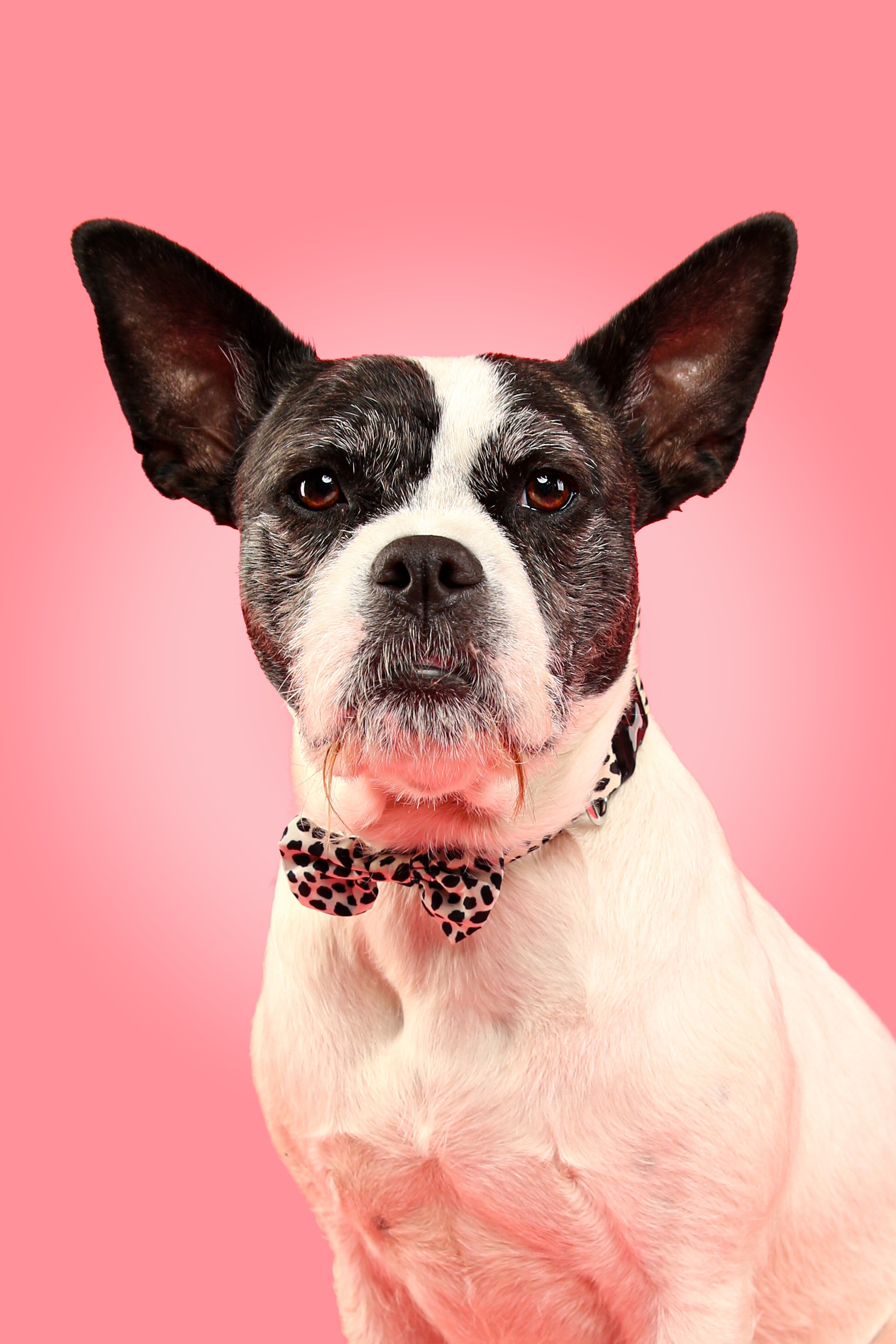 Adorable pet portrait on pink background