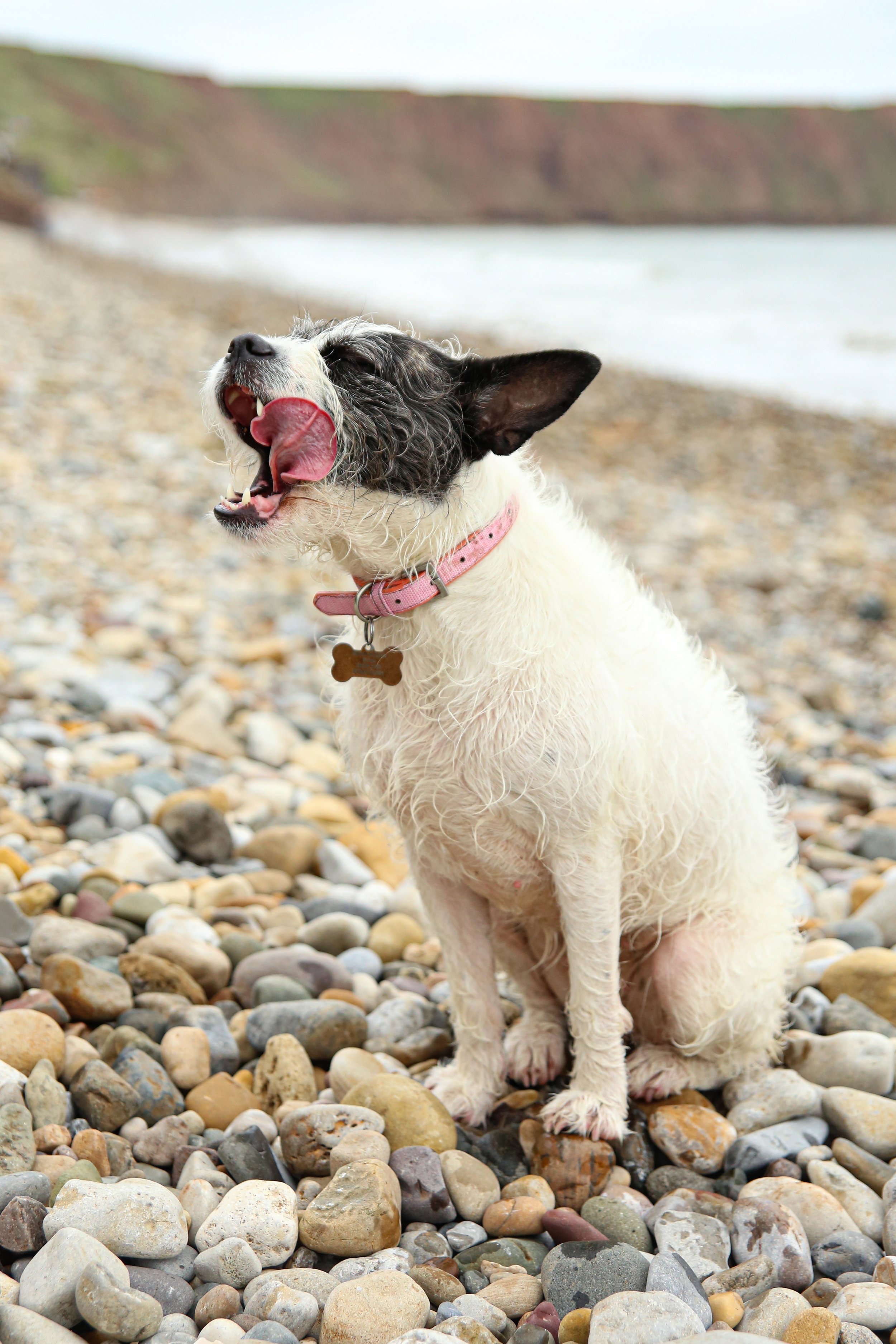 dog on beach