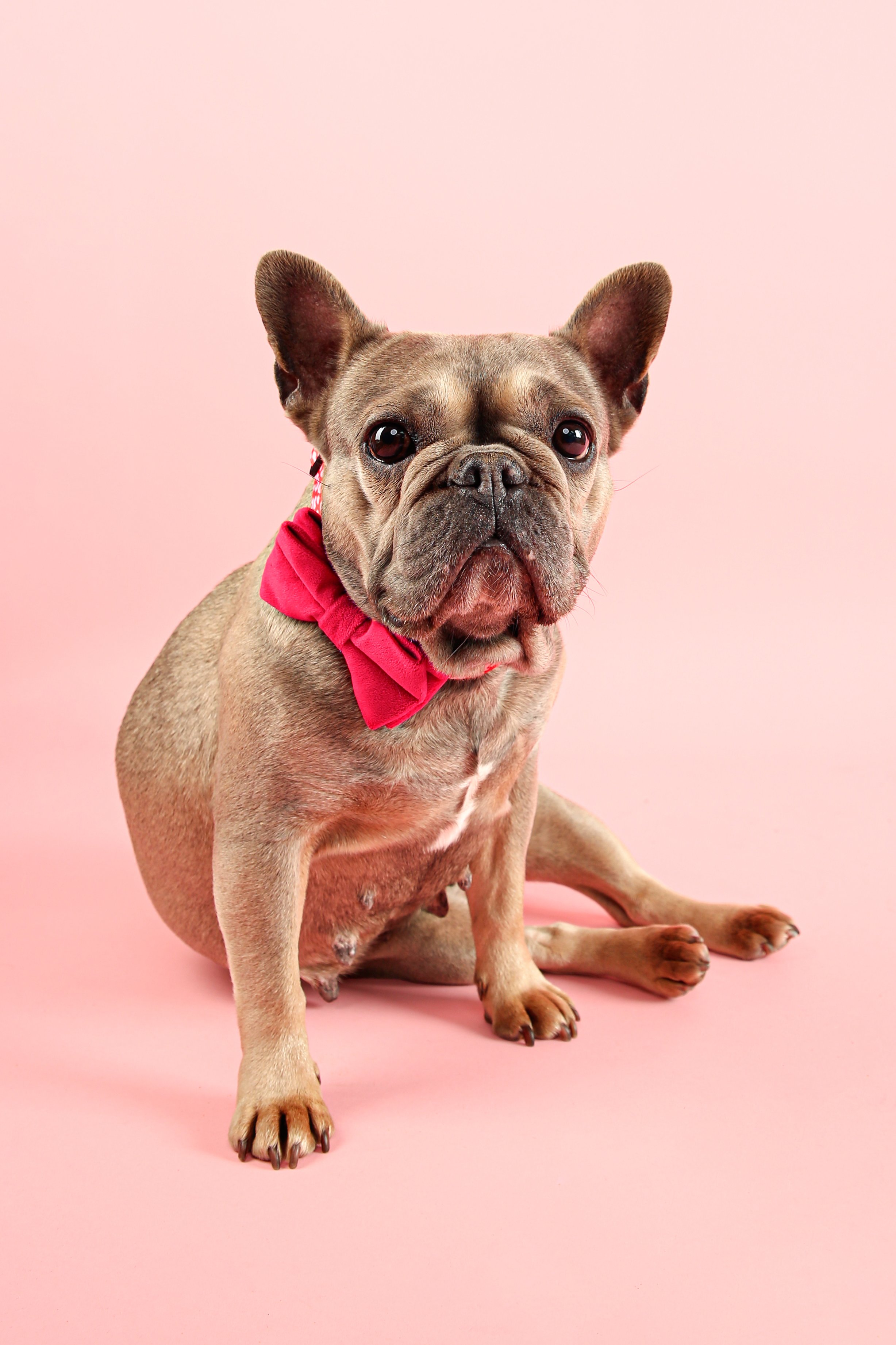 French Bulldog pet portrait