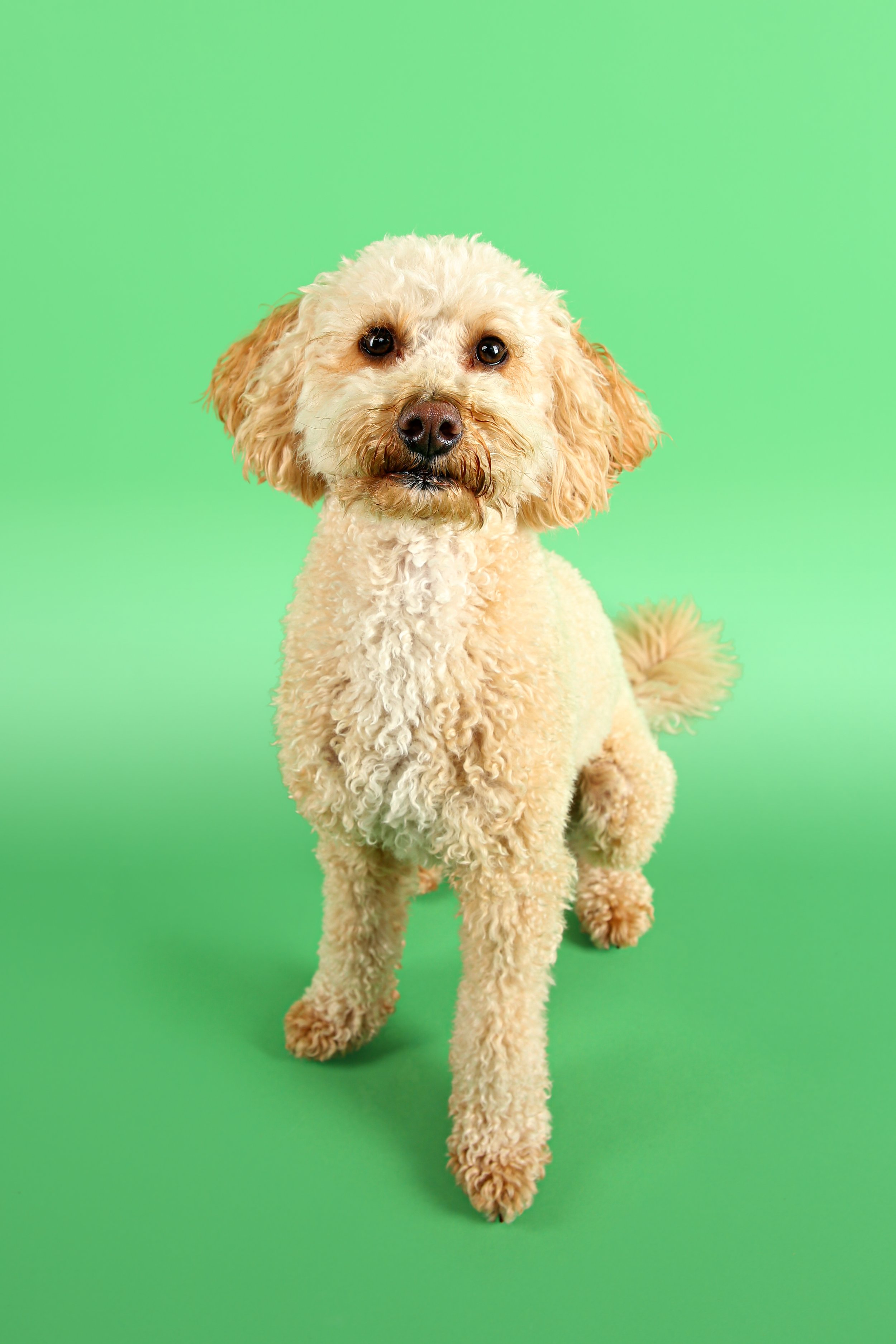 Cavapoo pet portrait