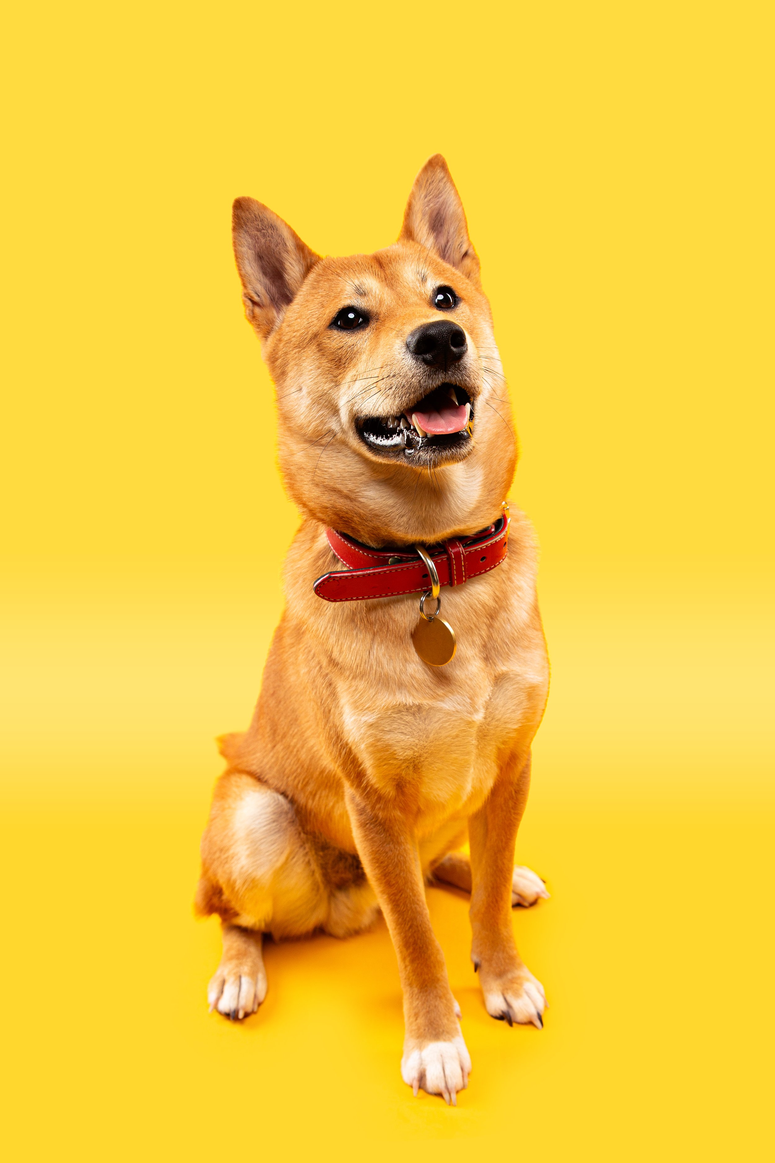Shiba Inu
