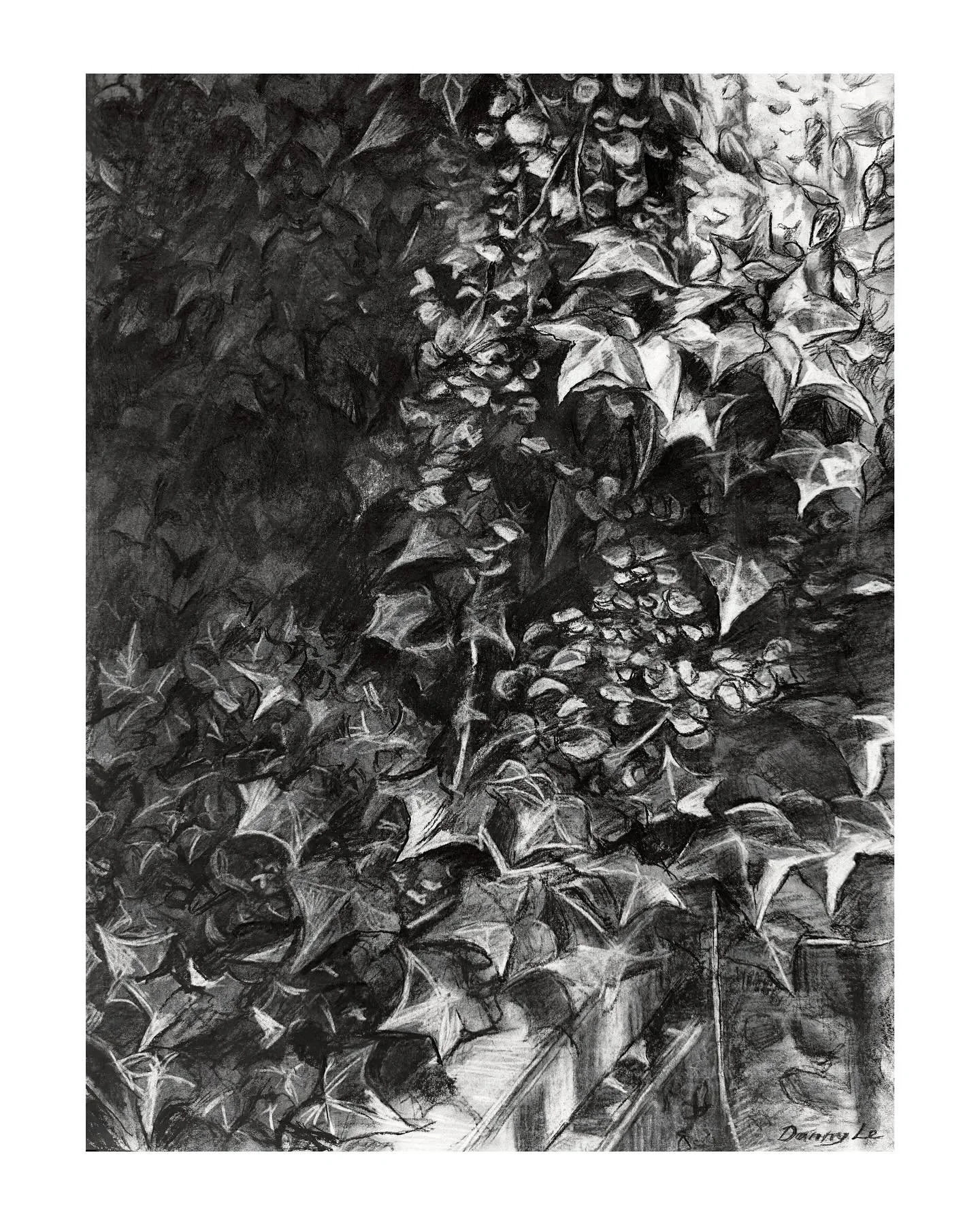 vines and shadows and memories and nostalgia. :]

24 by 18 inches, Charcoal on Paper

#drawing #tradionaldrawing #art #traditionalart #tradionalartist #charcoal #charcoaldrawing #charcoalart #draw #plant #ivy