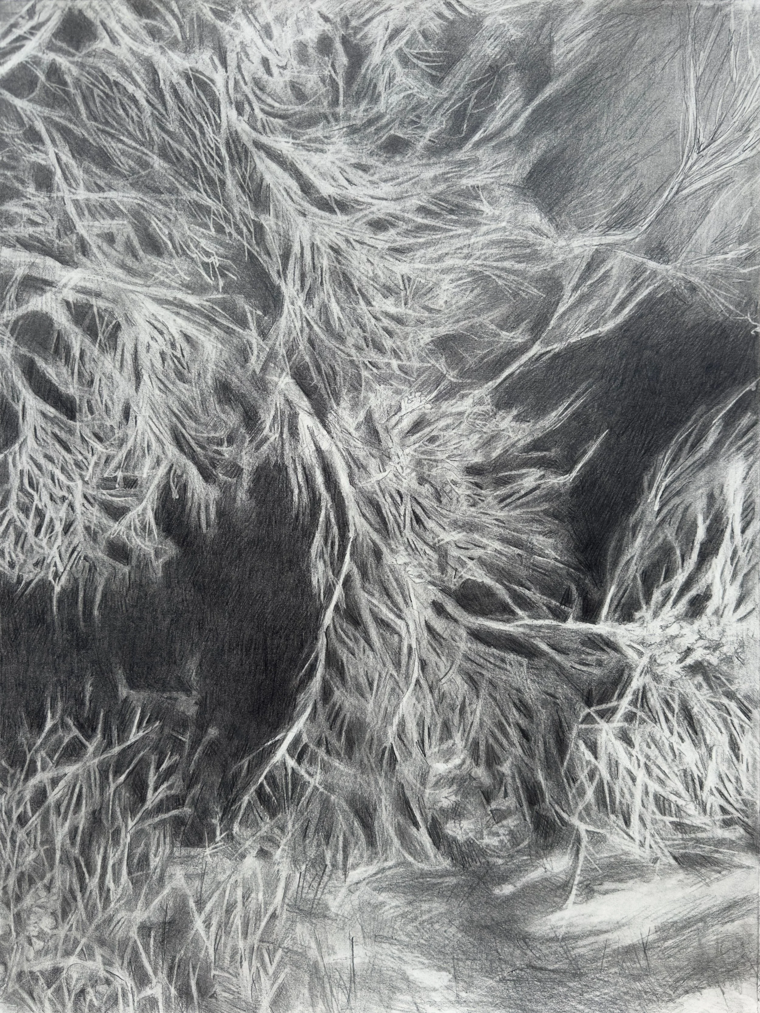 Graphite on Paper, 24 by 18 inches.