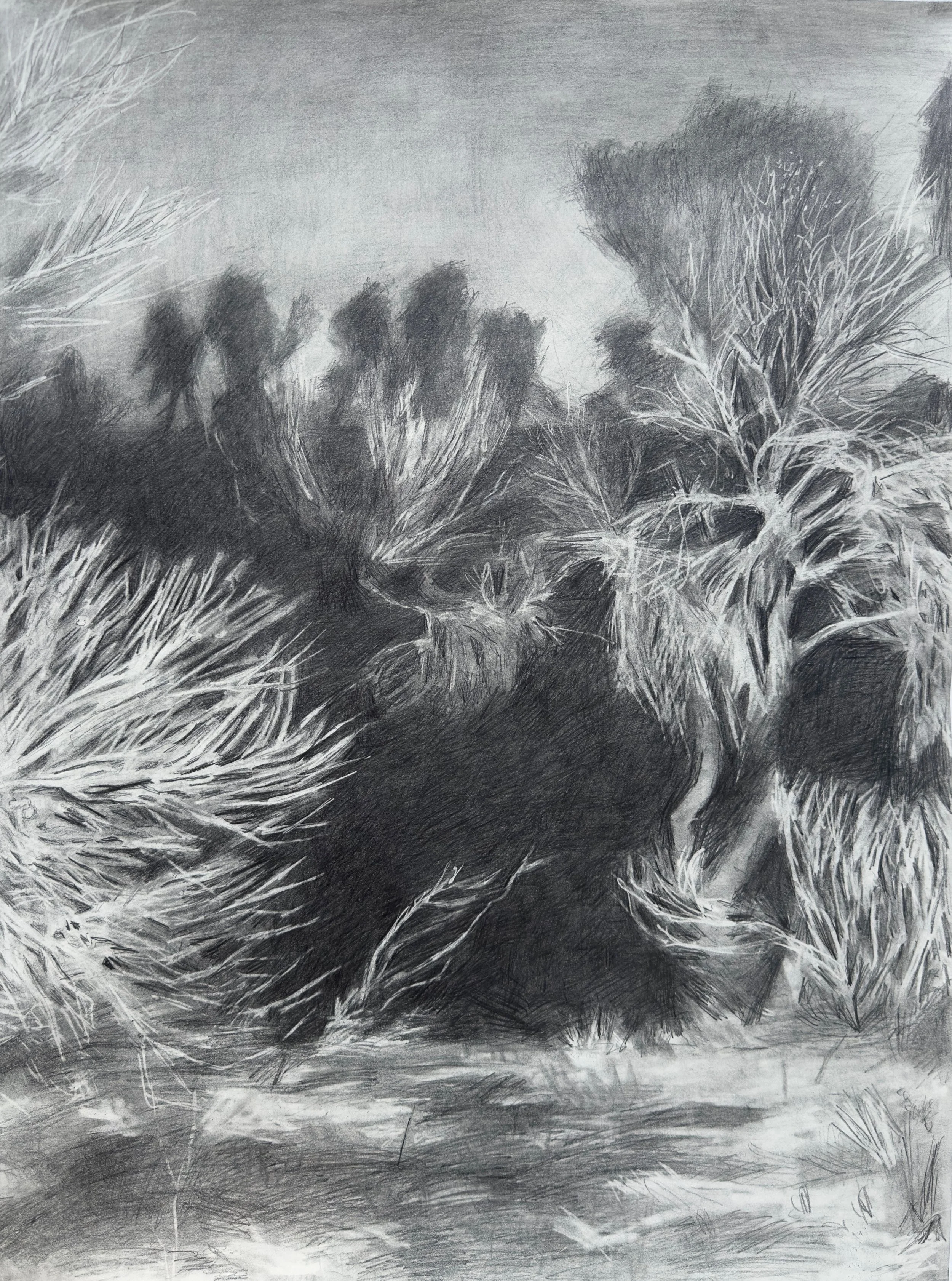 Graphite on Paper, 24 by 18 inches.