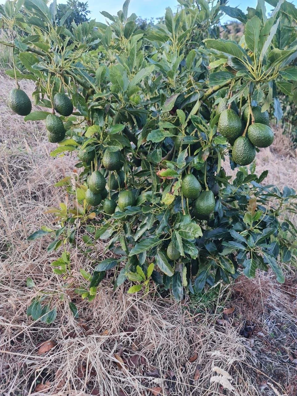 WhatsApp Image 2024-03-17 at 7.29.30 PM (4).jpeg