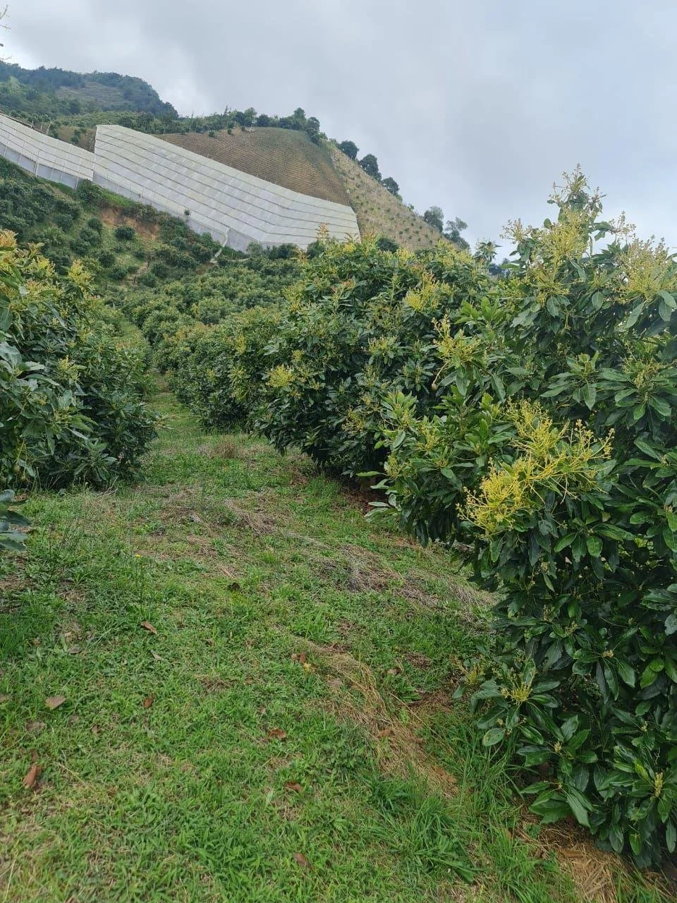 WhatsApp Image 2024-03-17 at 7.29.30 PM (5).jpeg