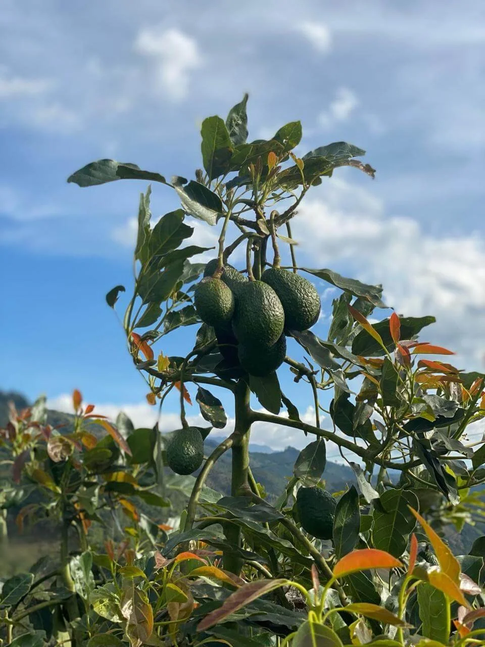 WhatsApp Image 2024-03-17 at 7.29.30 PM (7).jpeg